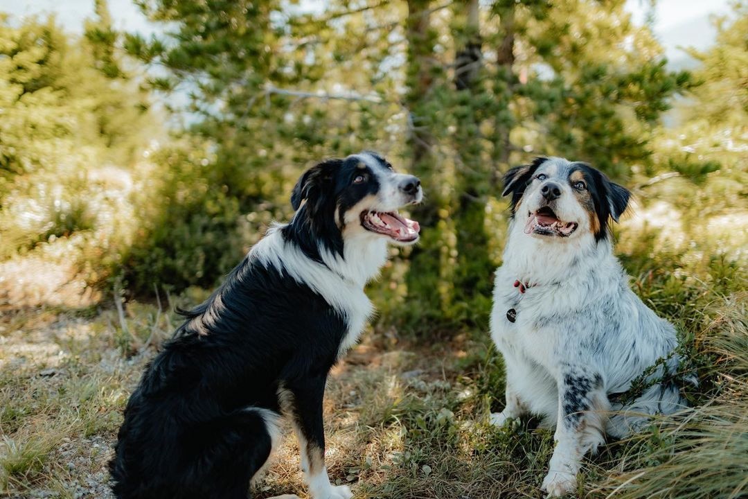 Aussie b collie fashion mix size