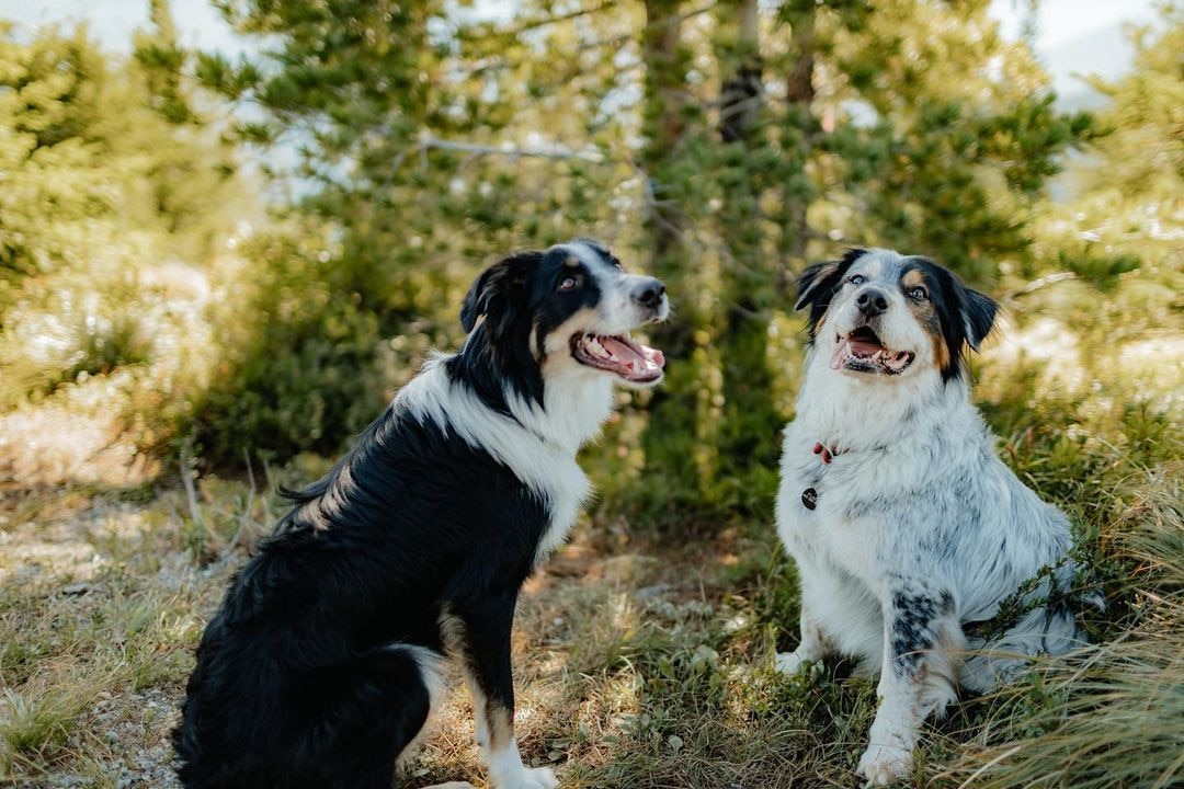 two border aussie dogs sitting on a hiking trail and panting