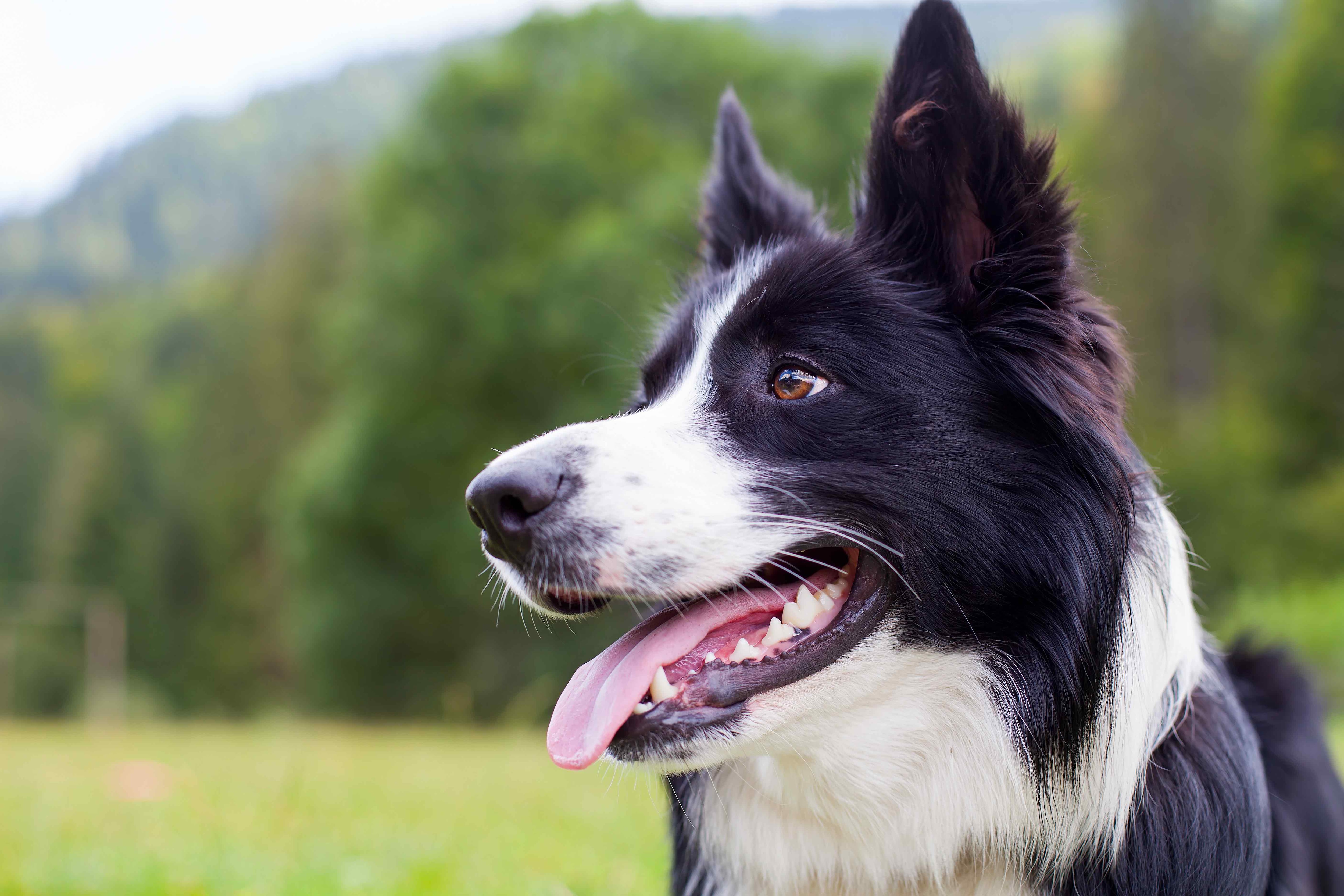 Border collie as a best sale family pet