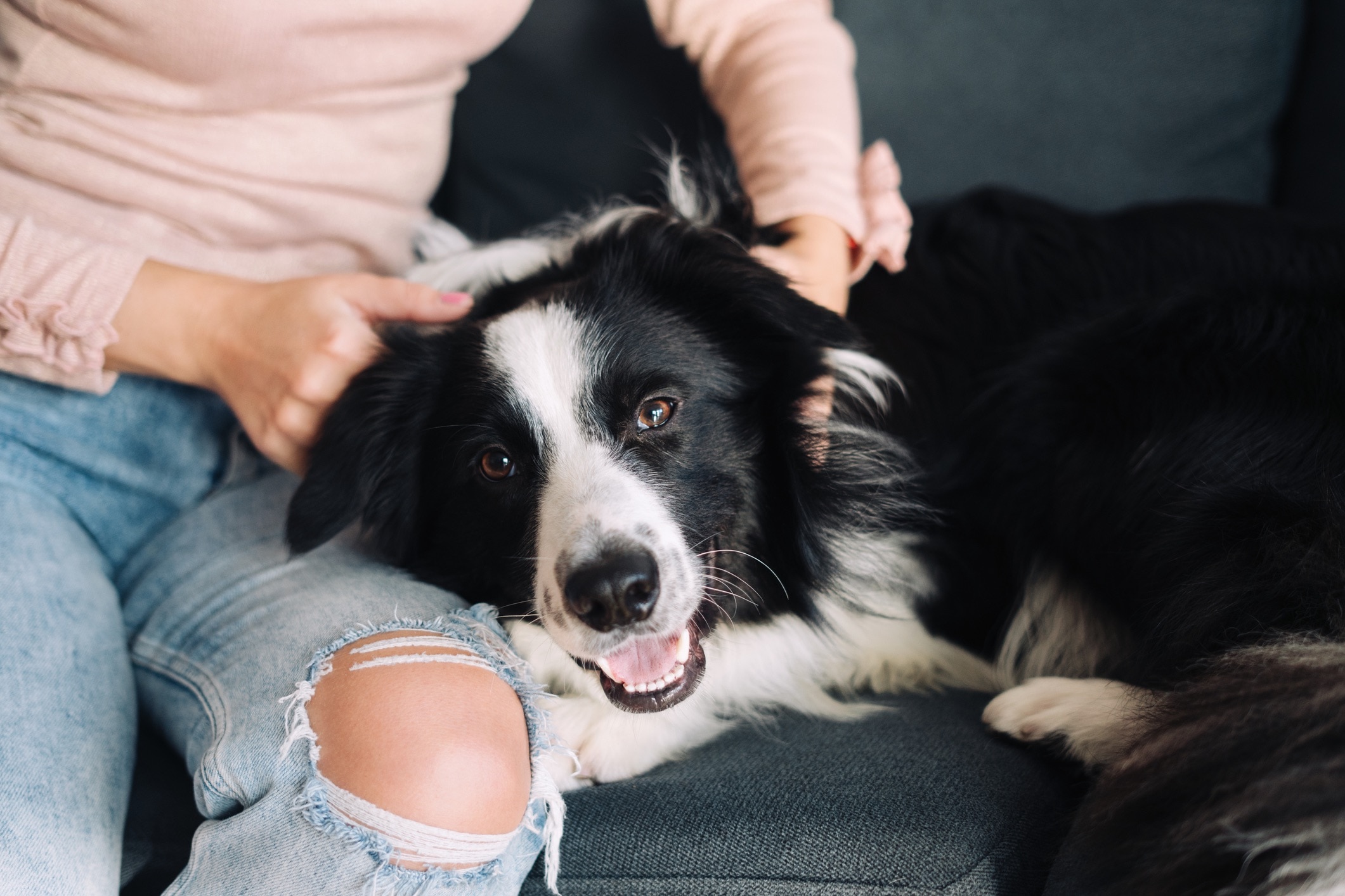 woman petting a black and white border collie on a couch