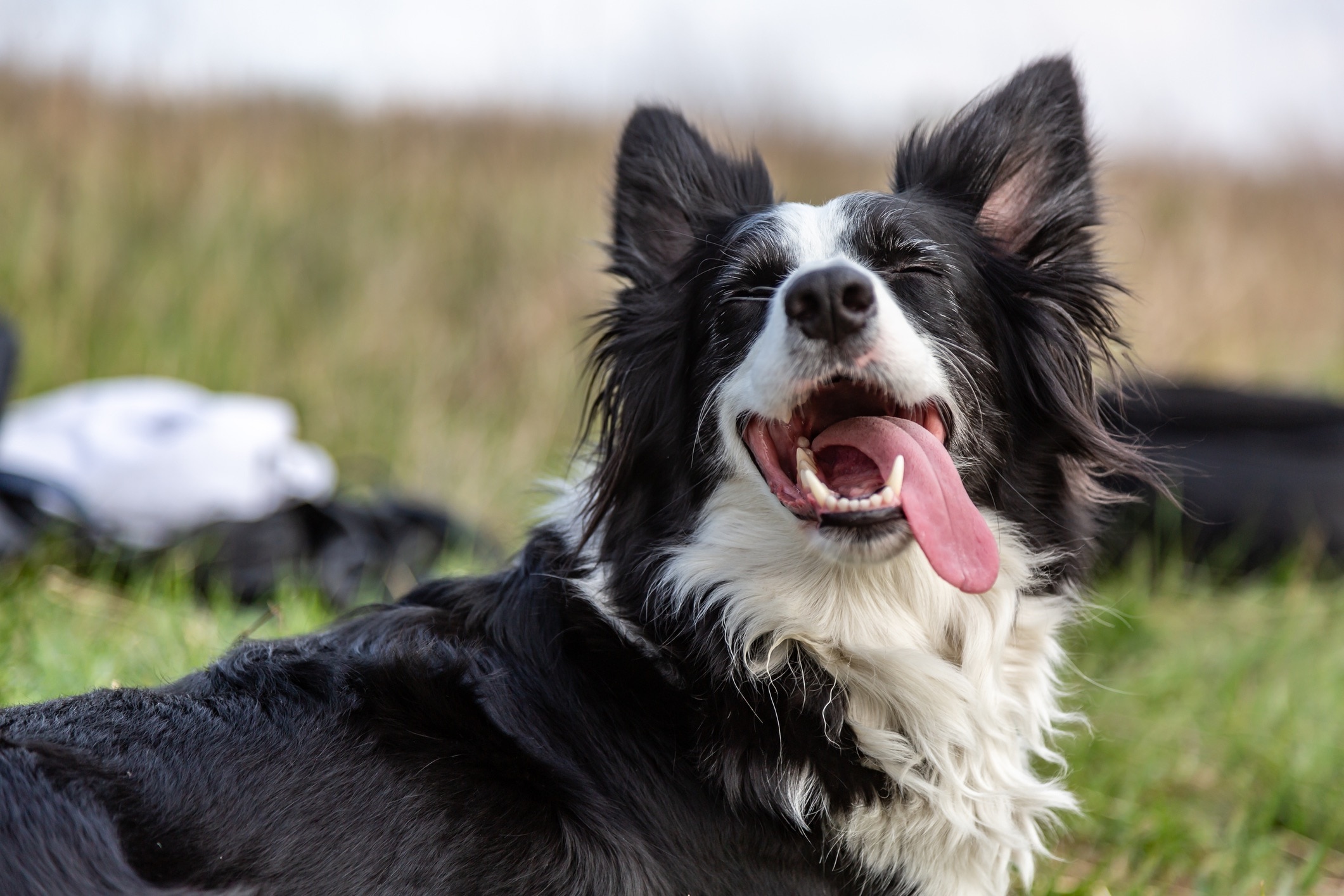 happy border collie smiling outside with his tongue hanging out