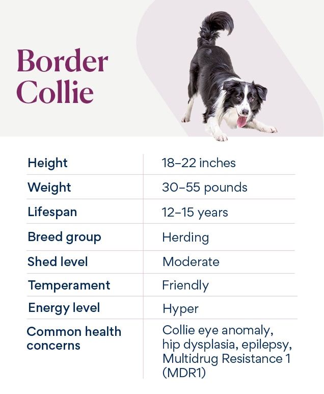 Border best sale collie bark