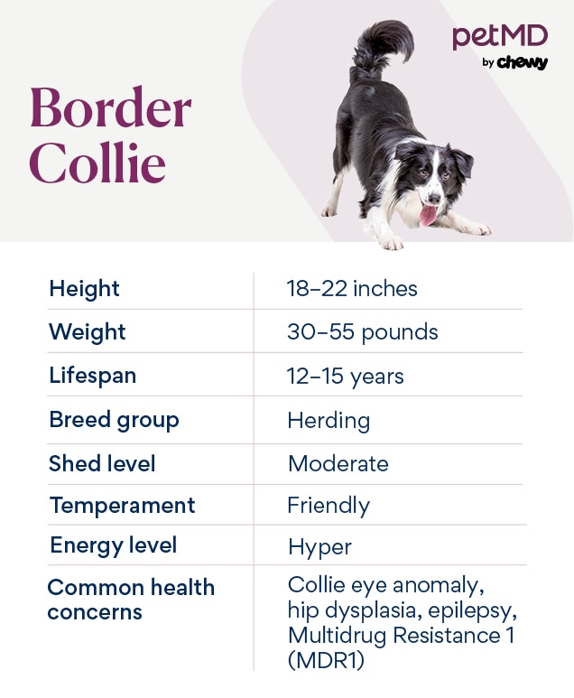 Border collie puppy food best sale