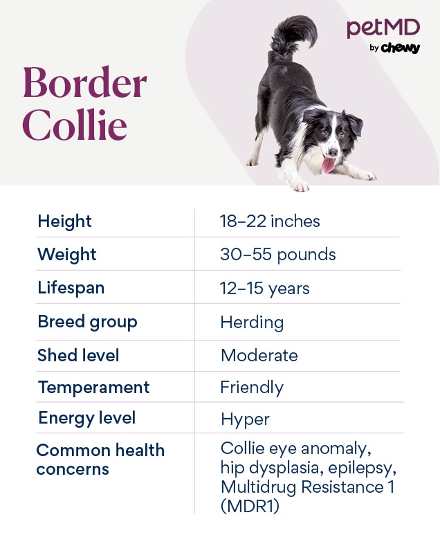 chart depicting a border collie dog's characteristics