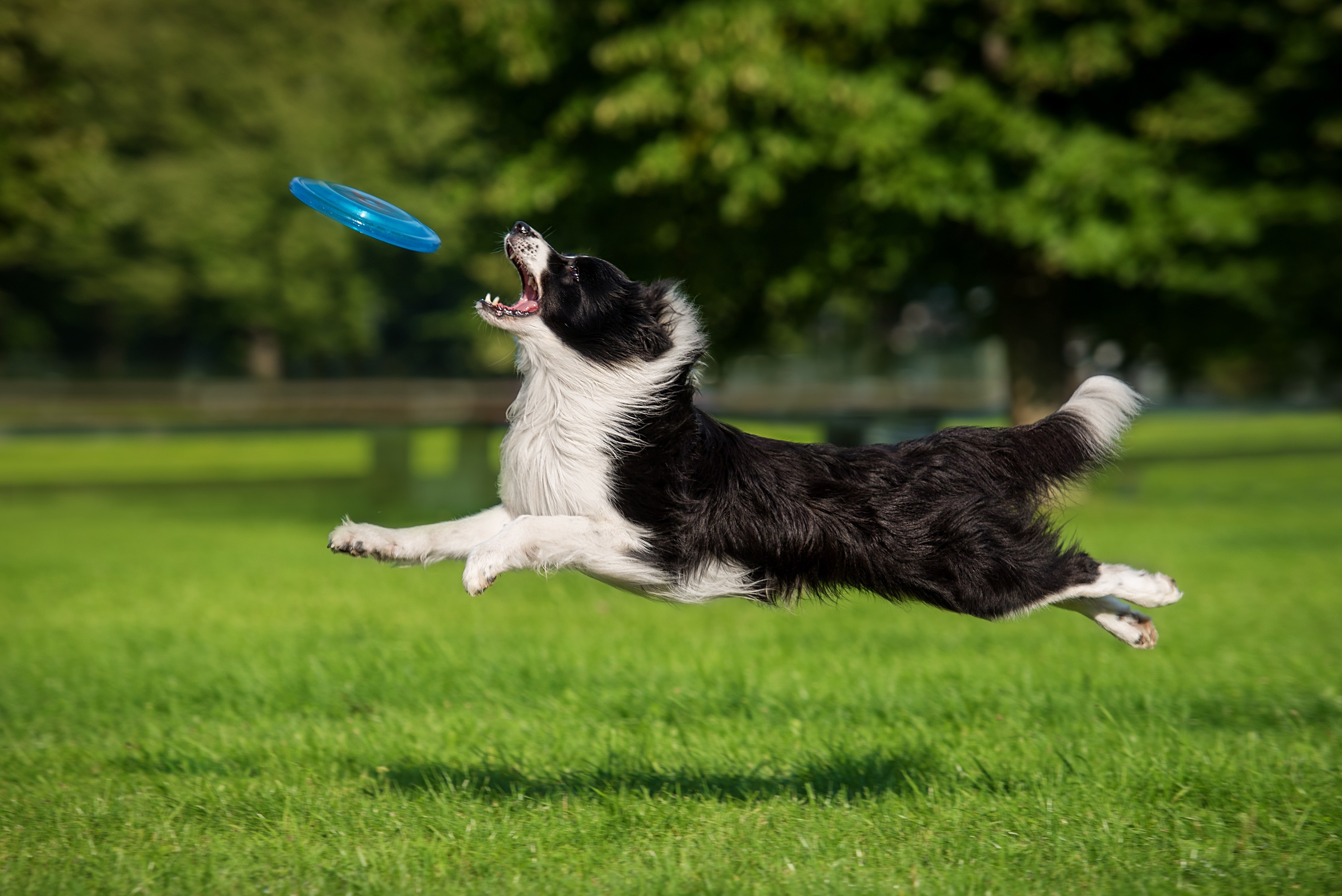 black and white border collie jumping high to catch a frisbee