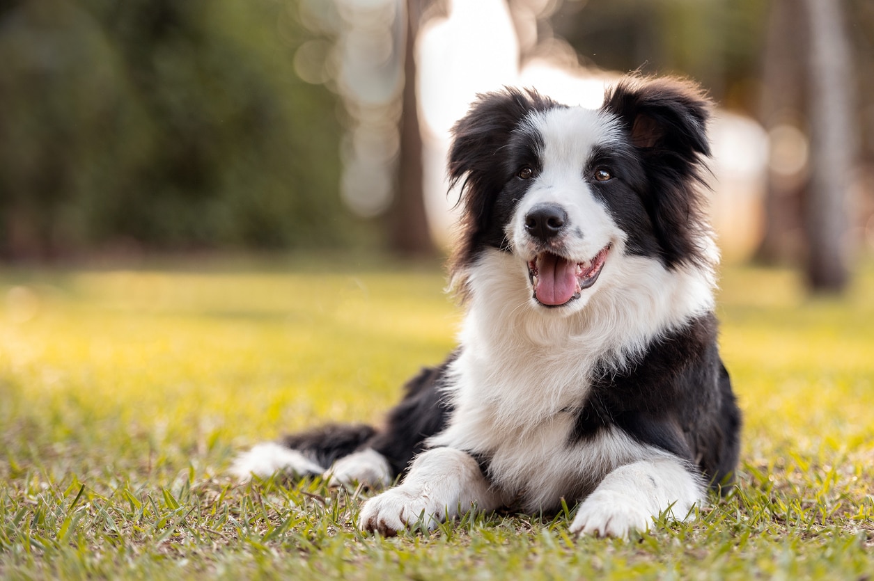 black and white border collie lying in the grass