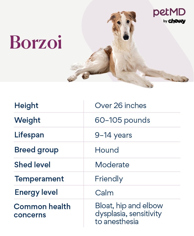 chart depicting a borzoi dog's breed characteristics