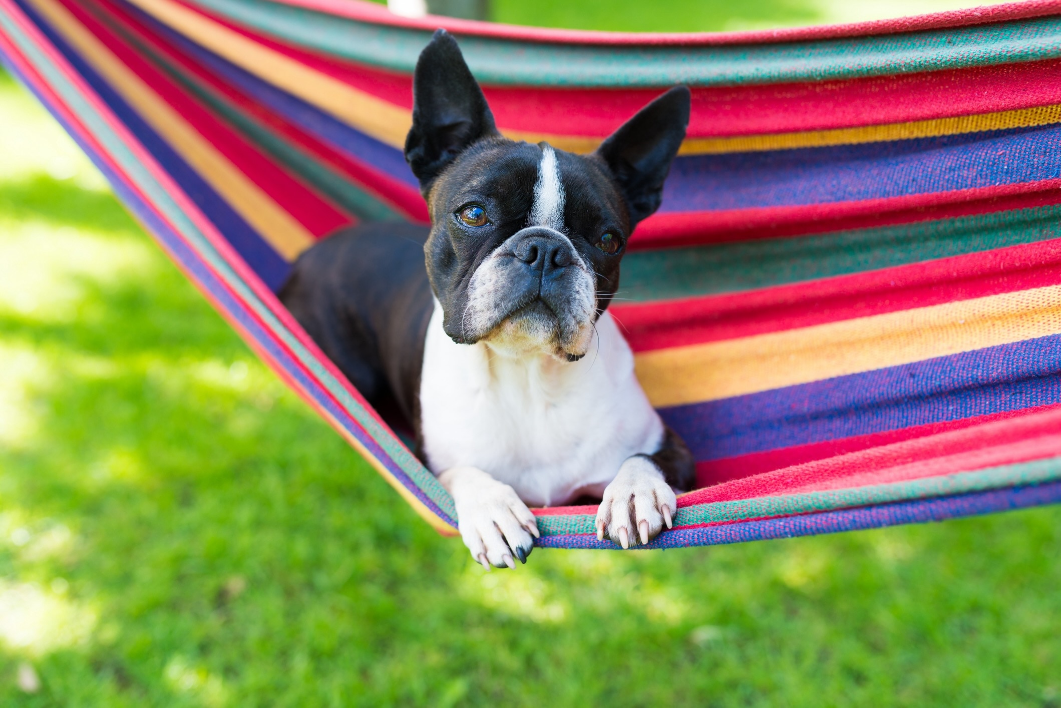 black and white boston terrier lying on a colorful hammock