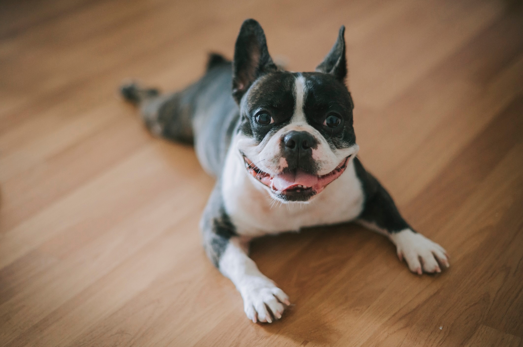 black and white boston terrier lying on a hardwood floor and smiling
