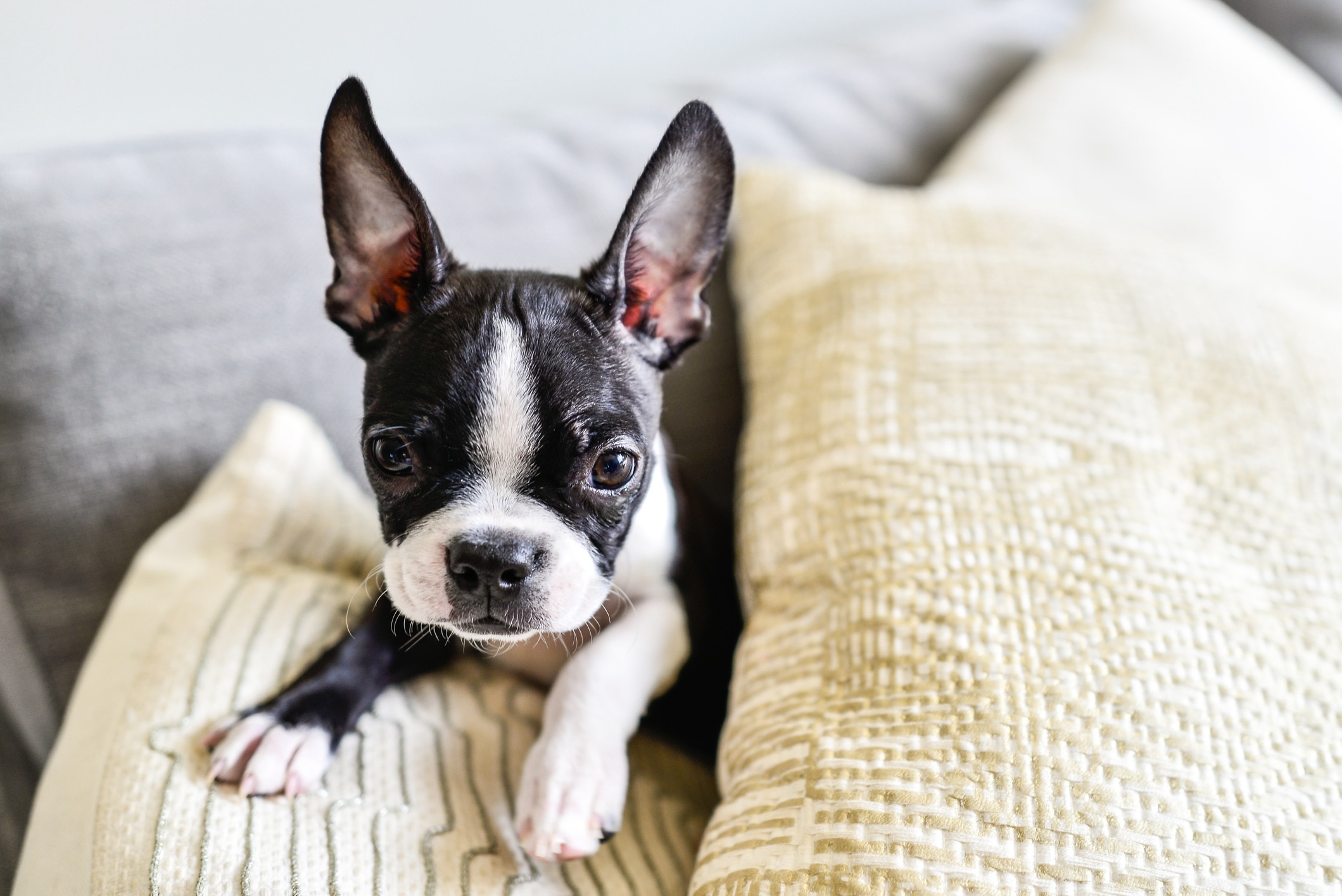 black and white boston terrier puppy lying on a couch