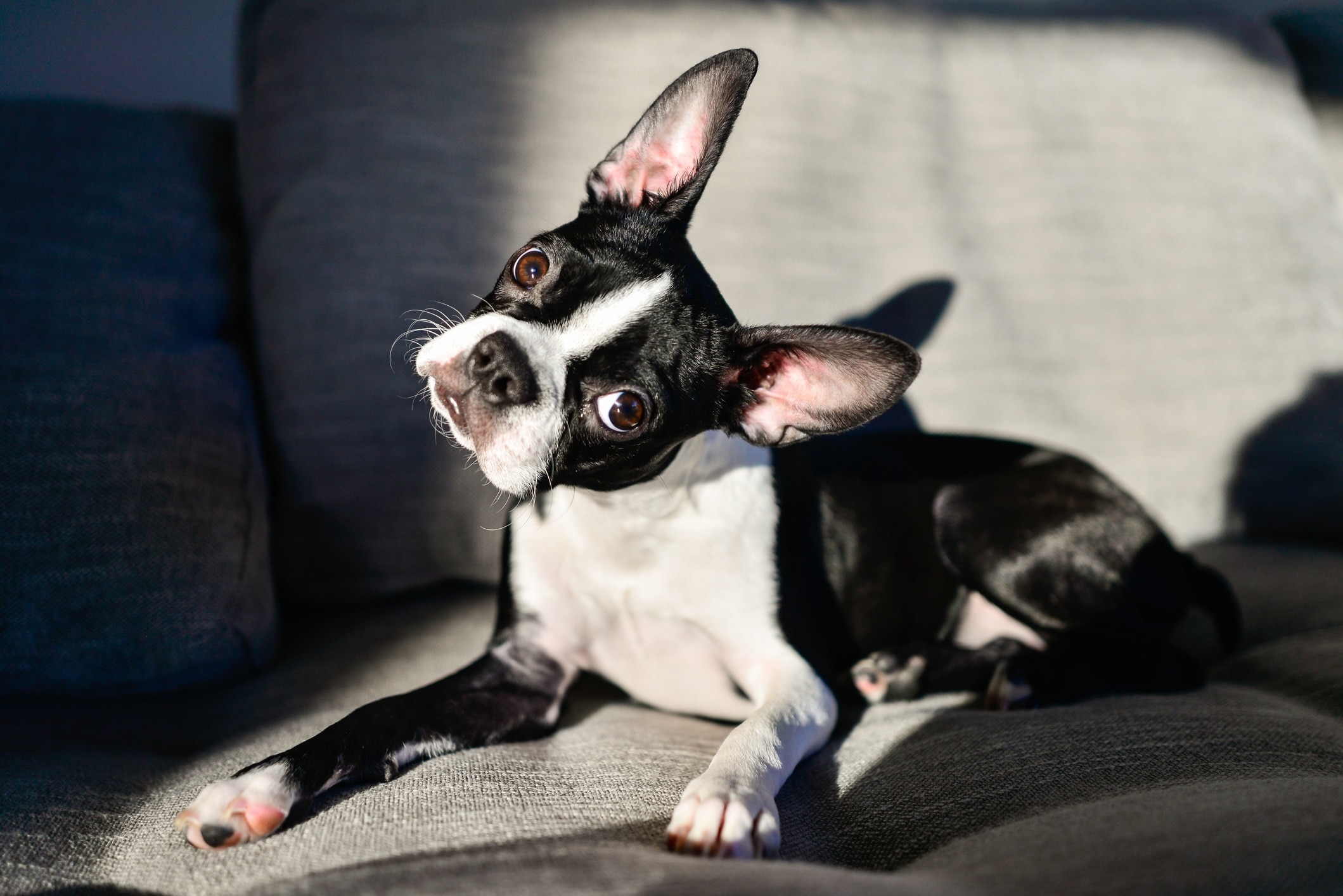 black and white boston terrier lying on a couch and tilting his head toward the camera