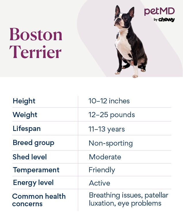 chart depicting a boston terrier's breed characteristics