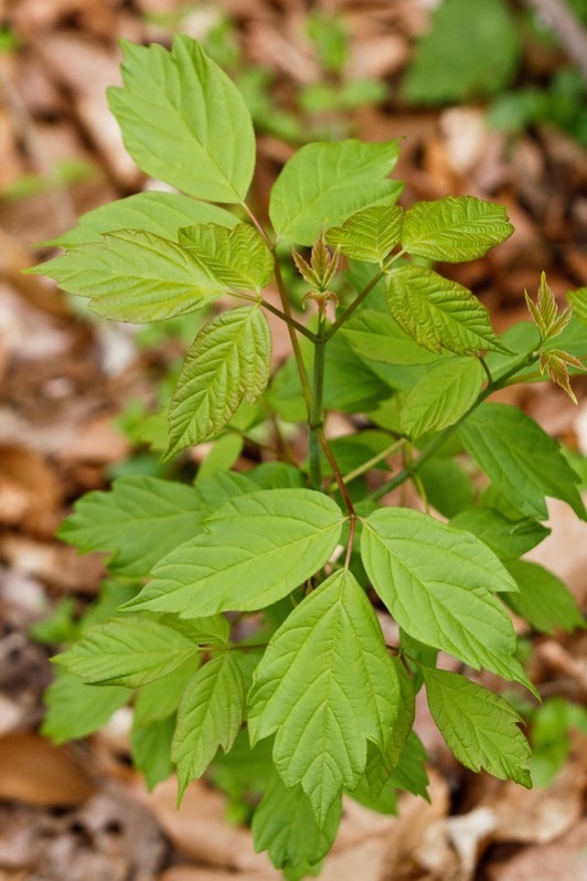 box elder tree in forest.