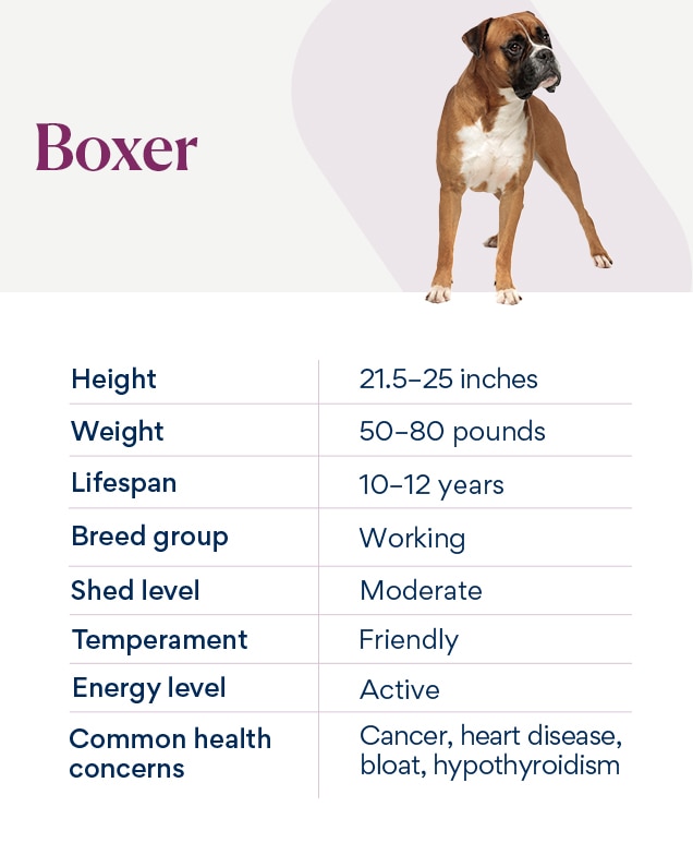 chart depicting a boxer dog's characteristics