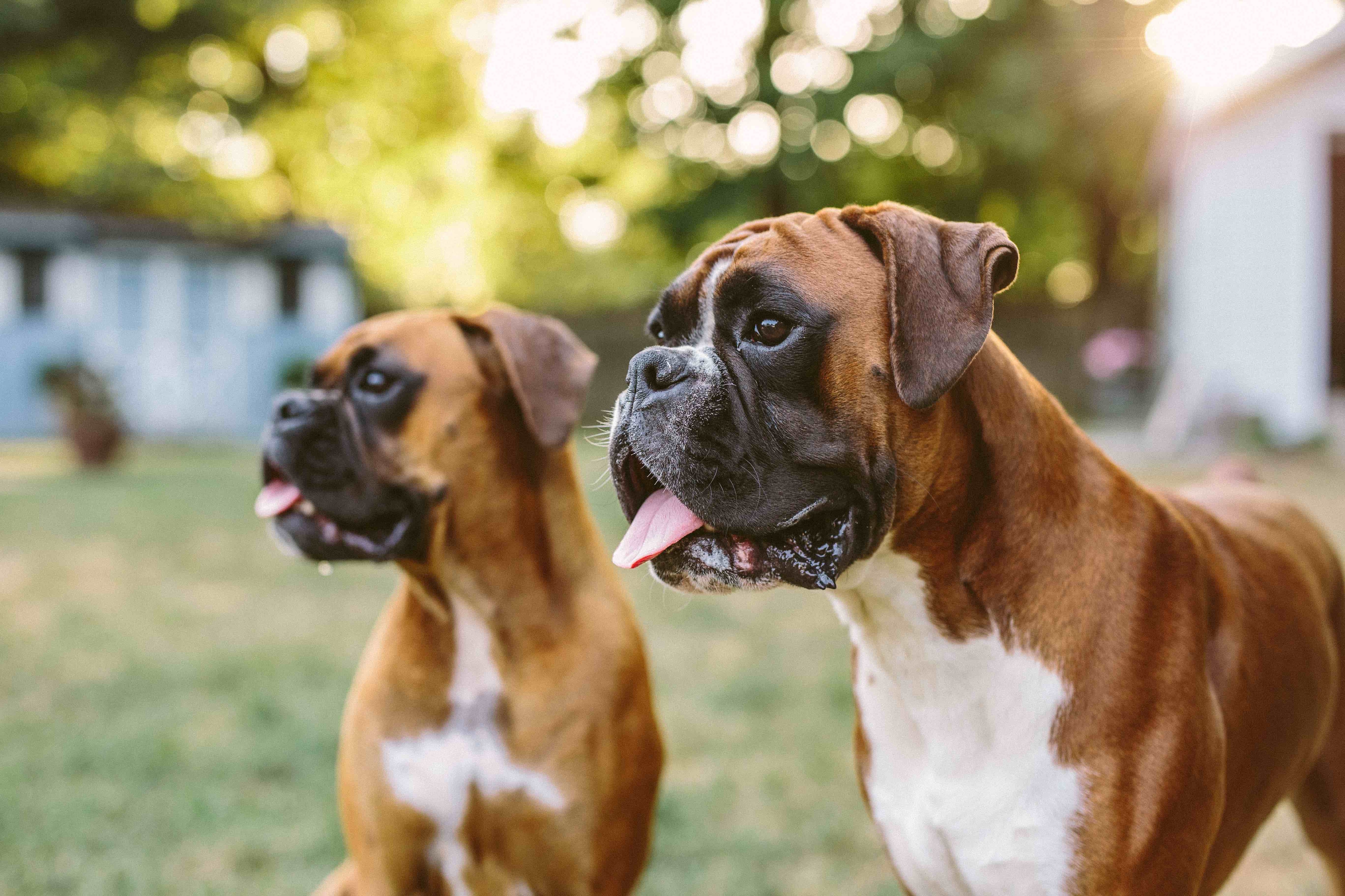 two boxer dogs smiling