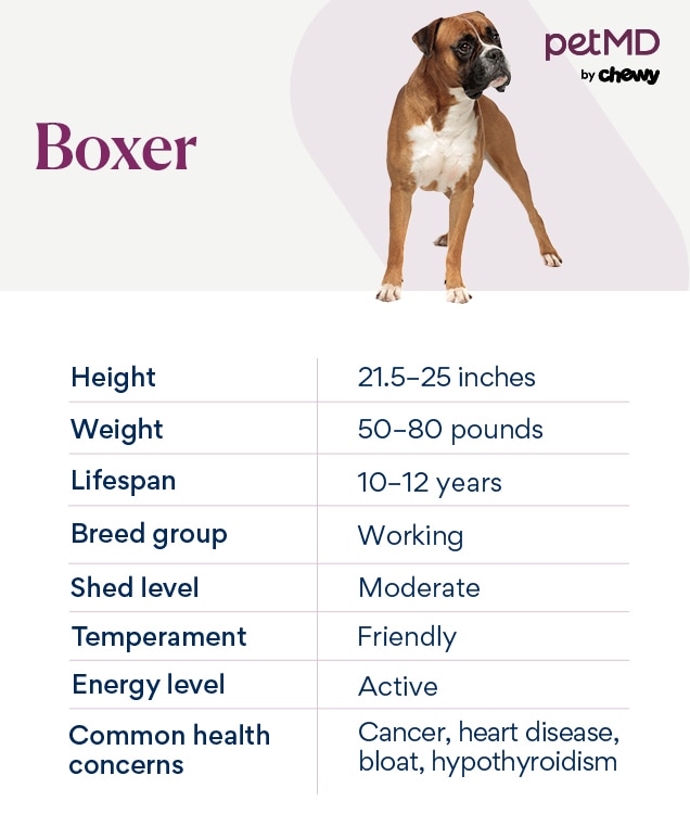 Boxer Dog Breed Health and Care PetMD