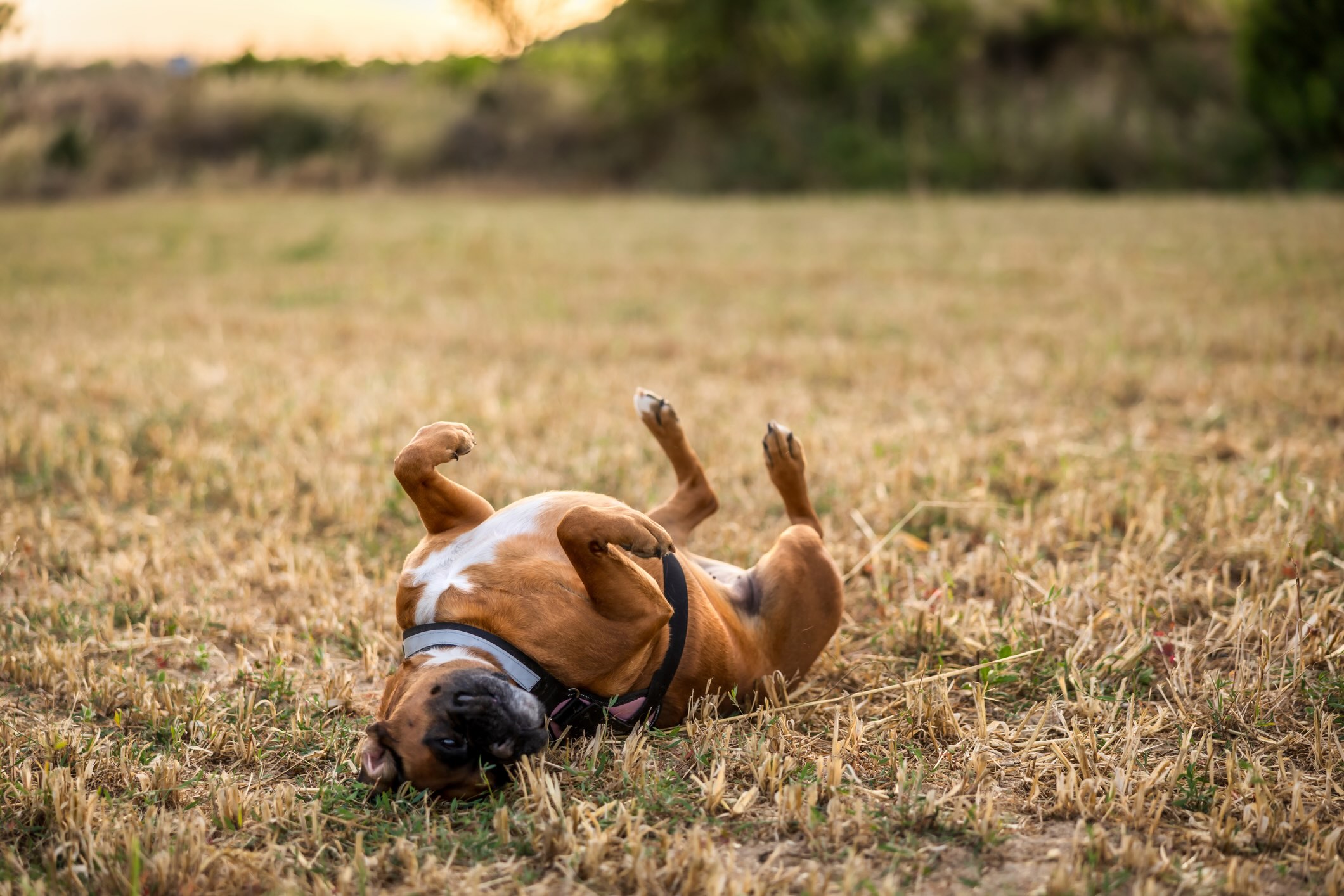 a boxer lying on his back in a field
