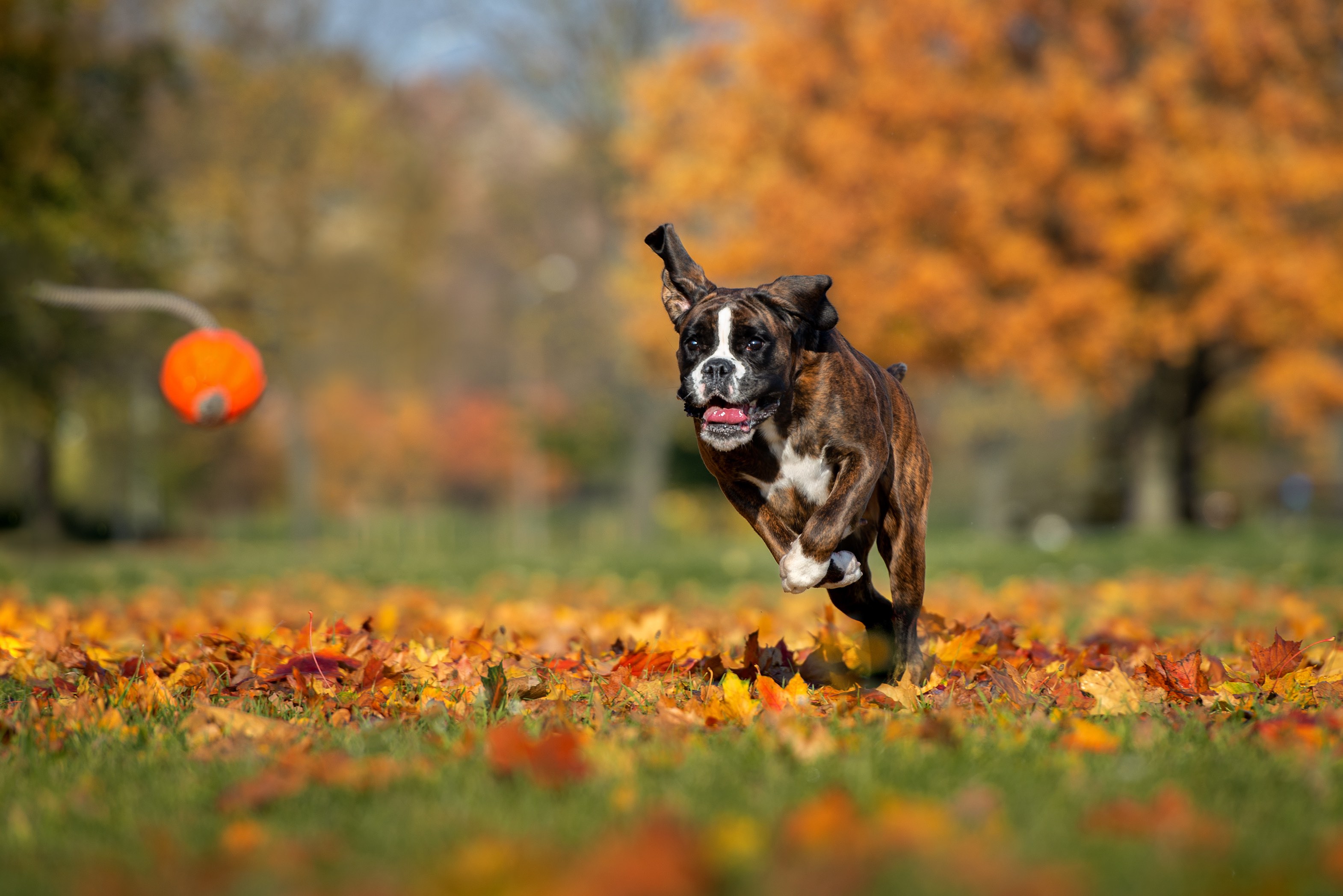 brindle boxer running after a toy
