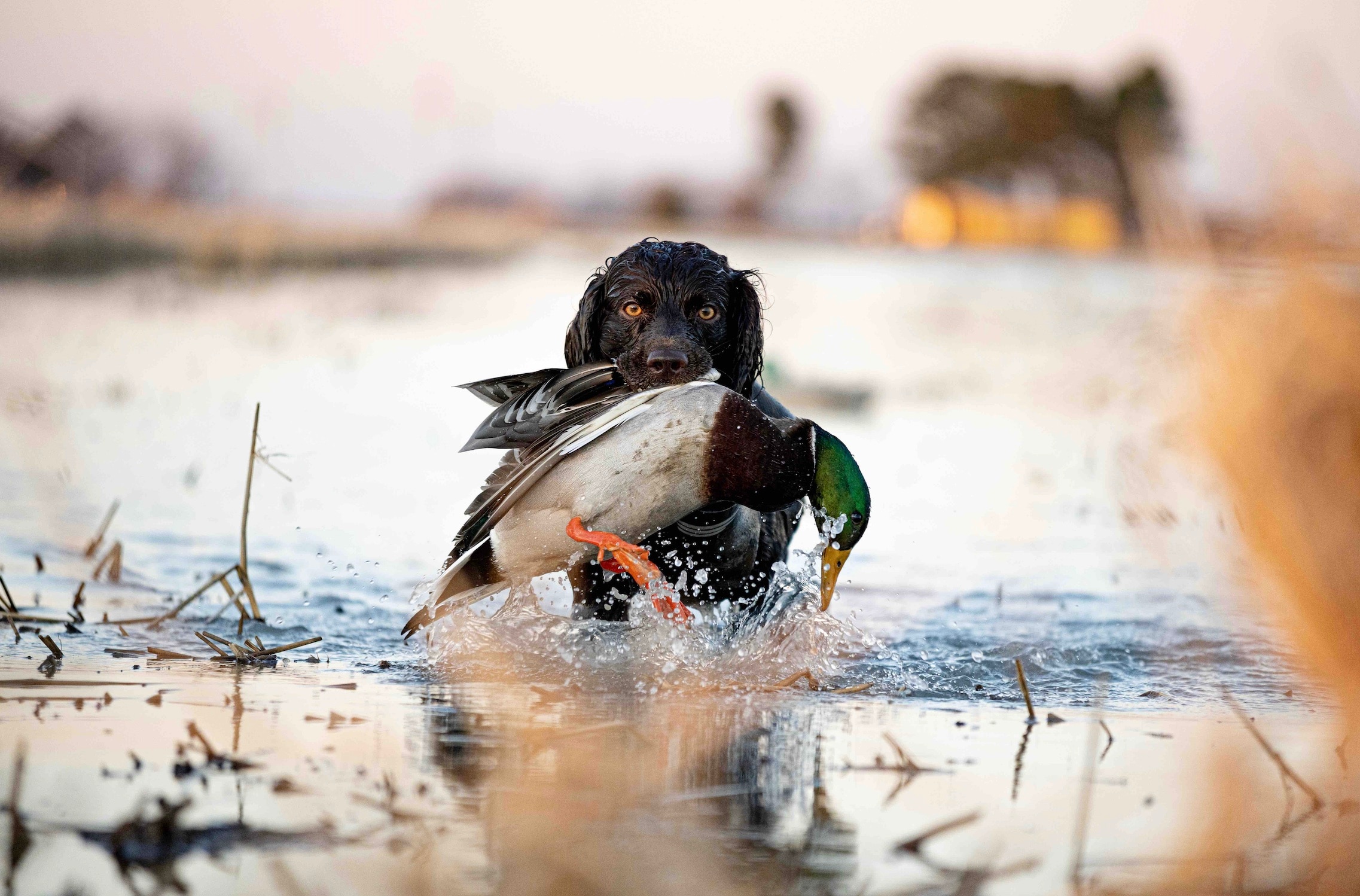 boykin spaniel retrieving a mallard from the water