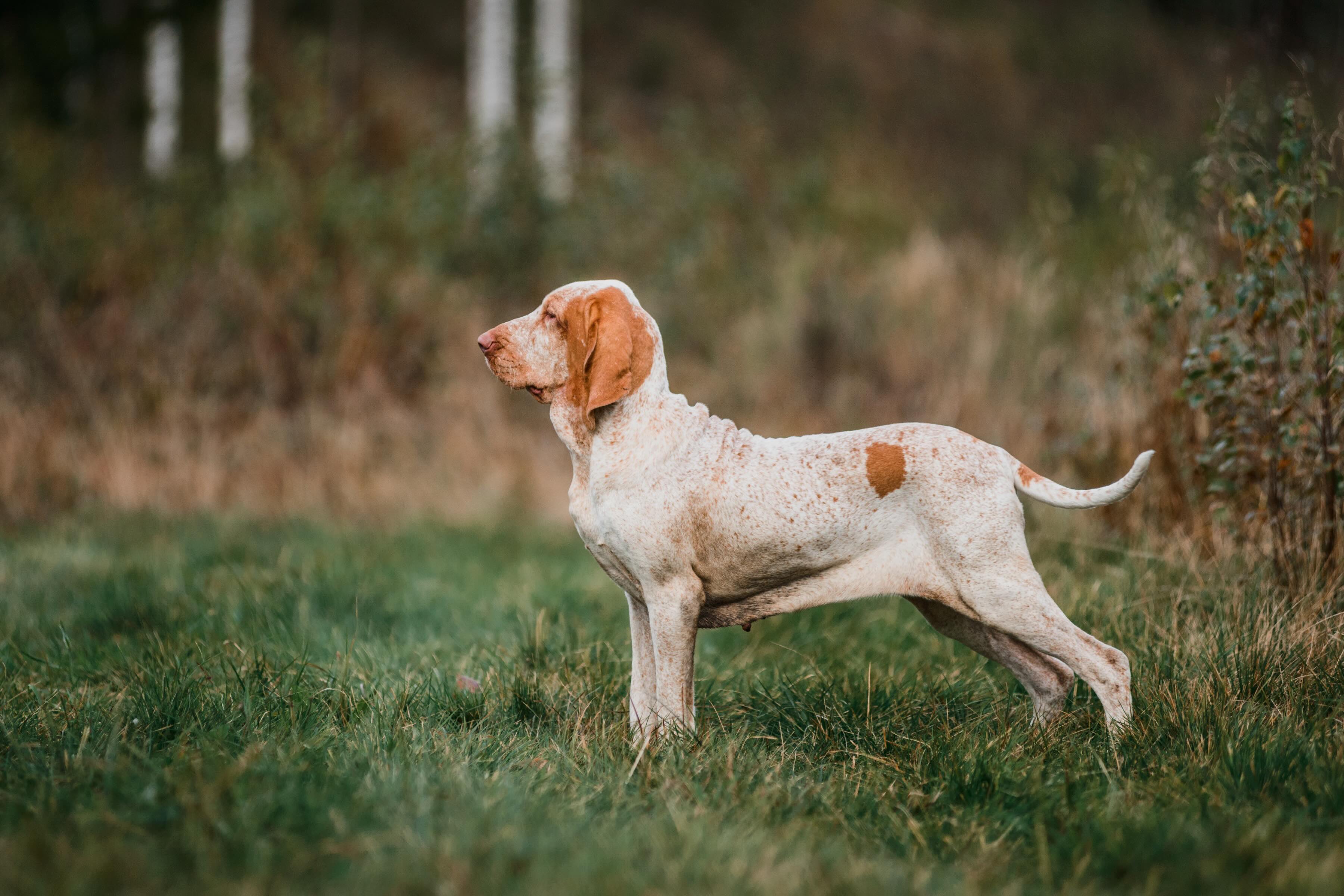 profile view of a bracco italiano dog standing in a field of grass