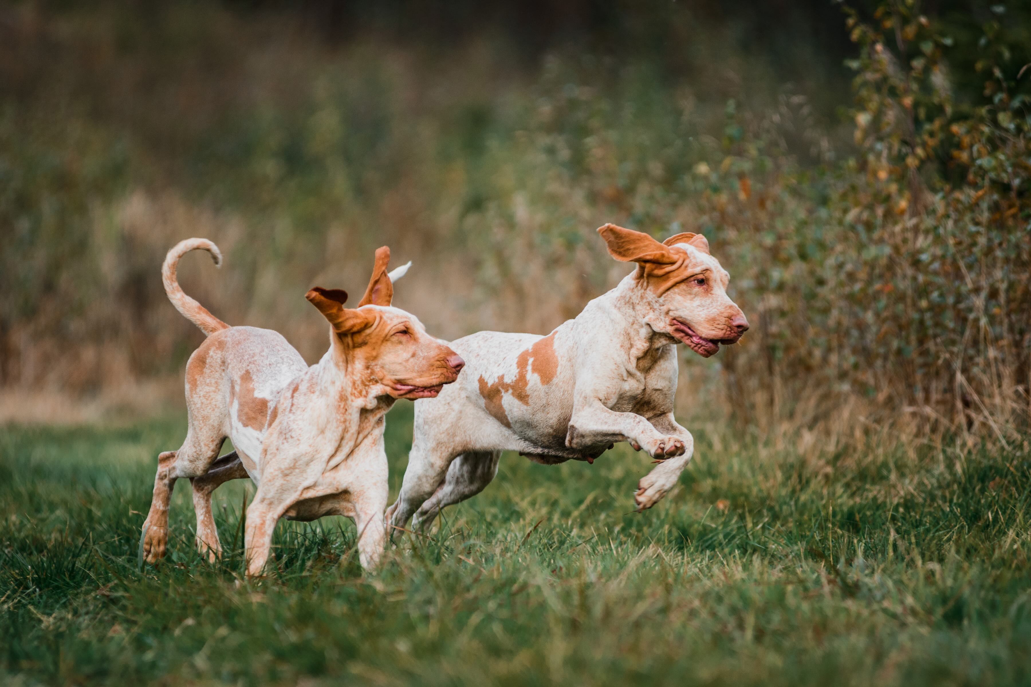 two bracco italiano dogs running through grass