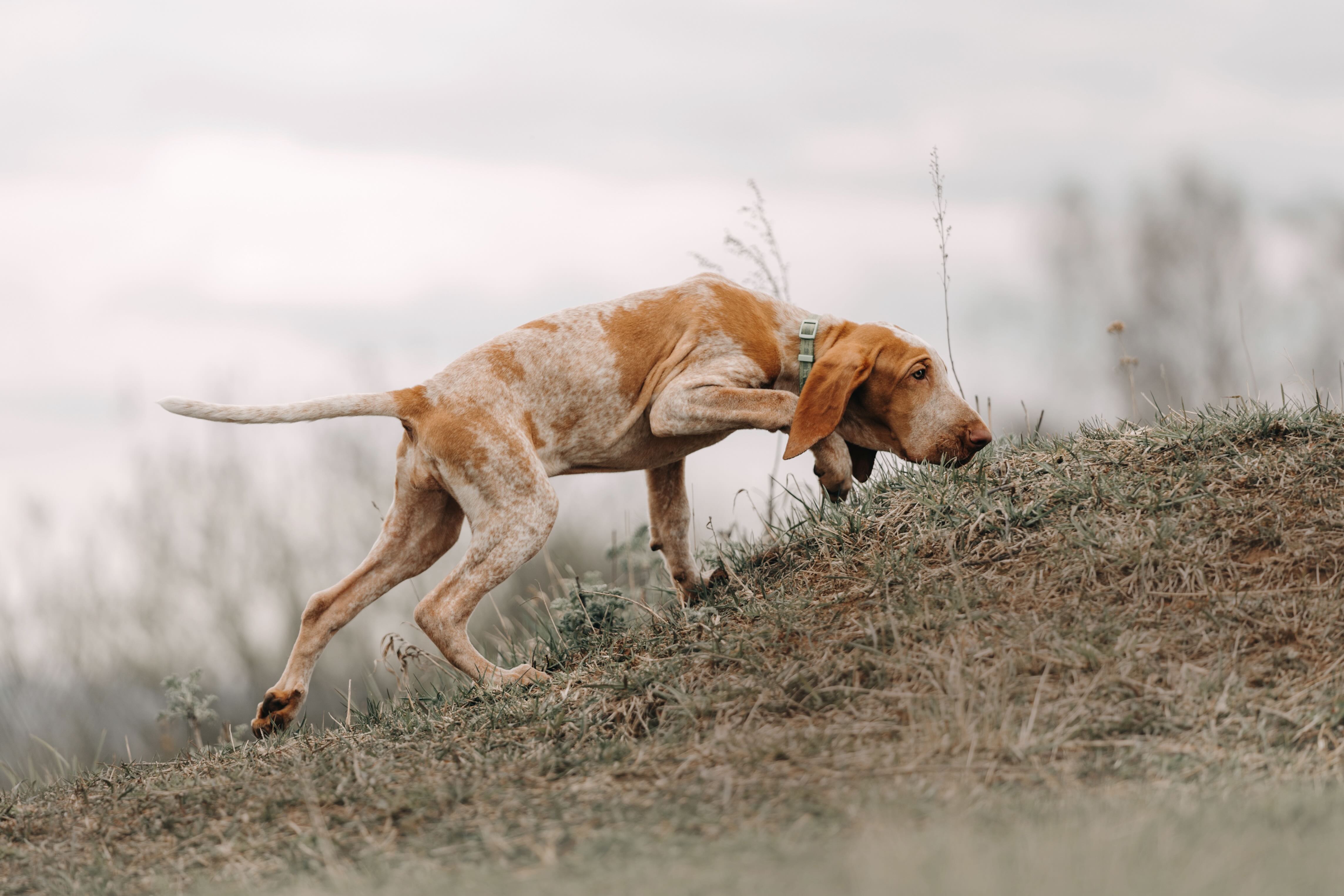 bracco italiano dog tracking through a field with his nose to the ground