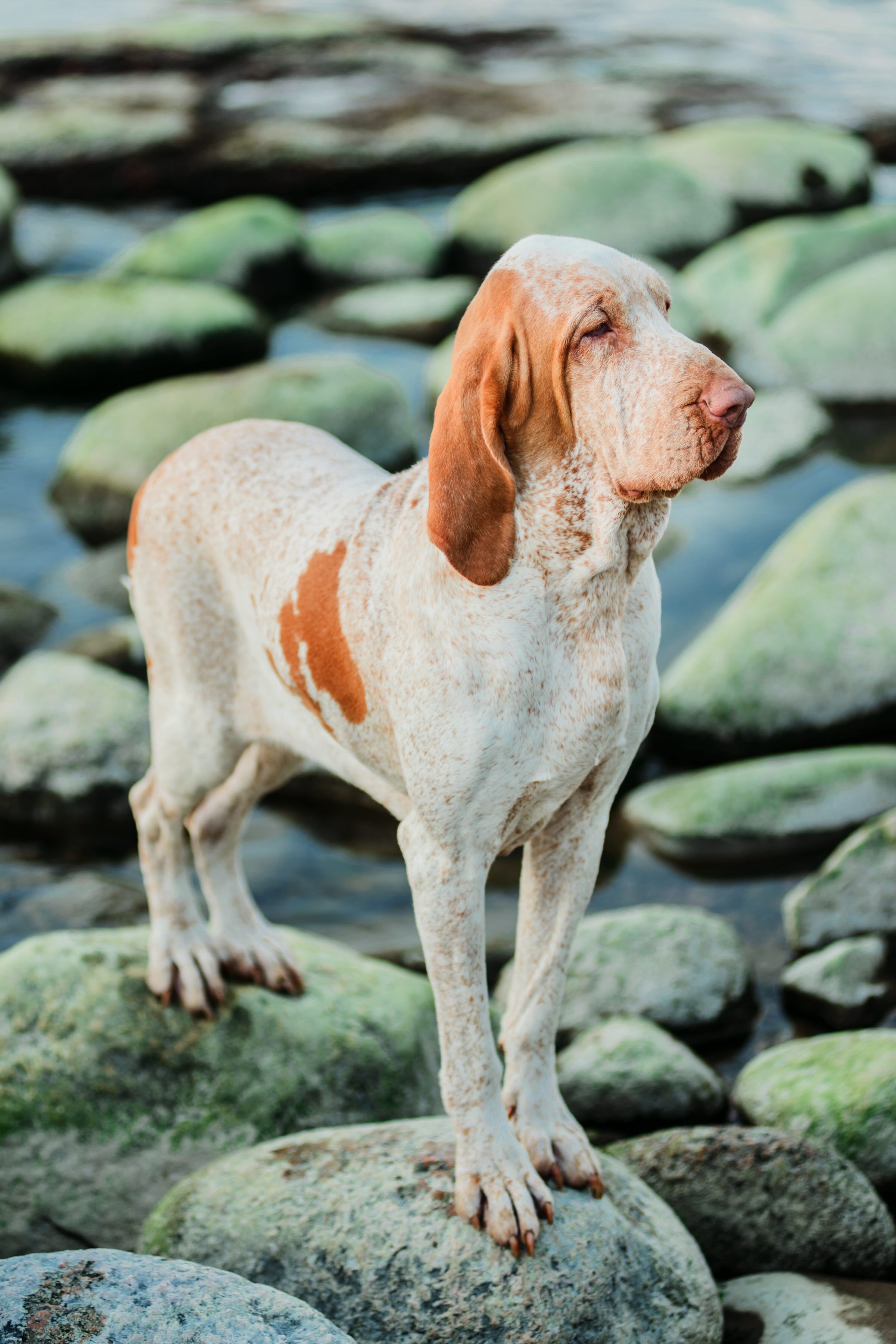 bracco italiano dog standing on big stones in a creek