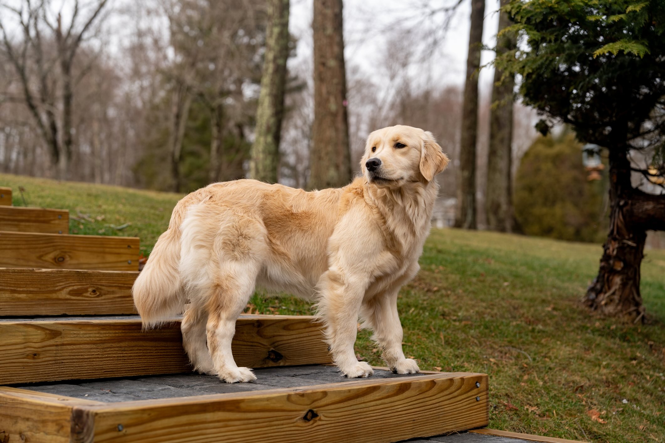 A Golden Retriever, a dog breed prone to arthritis, standing outside