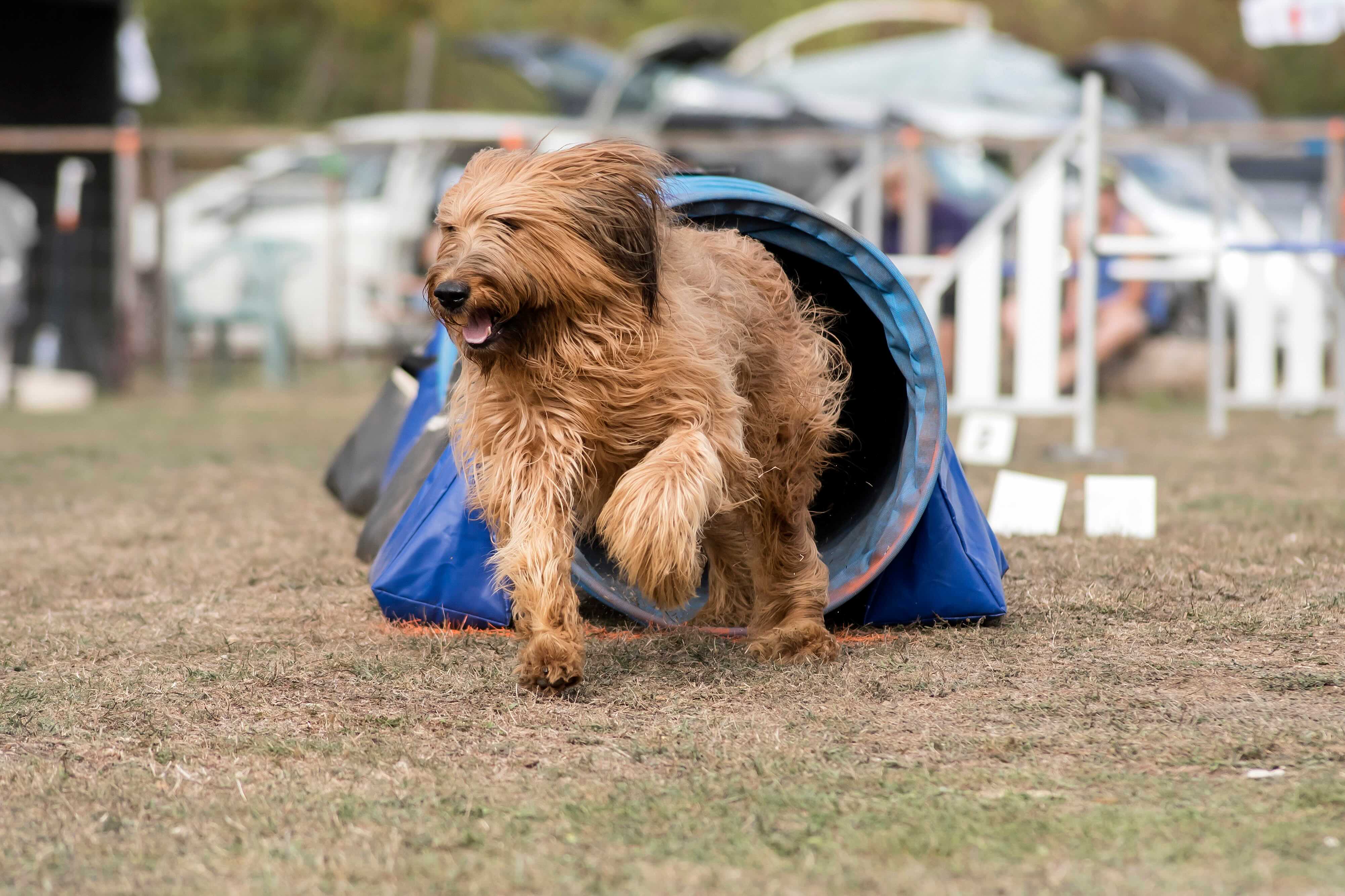 brown briard dog running through an agility course tunnel