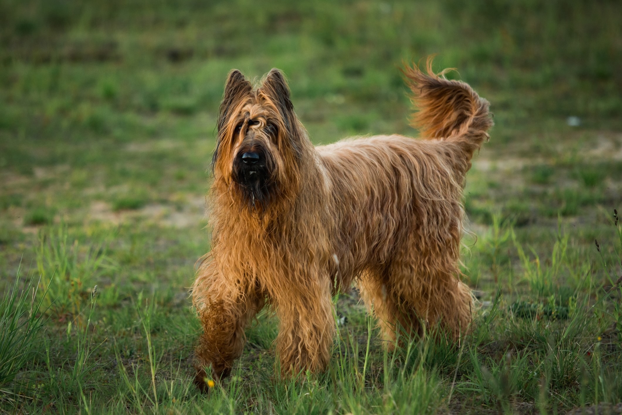 Briard sheepdog fashion