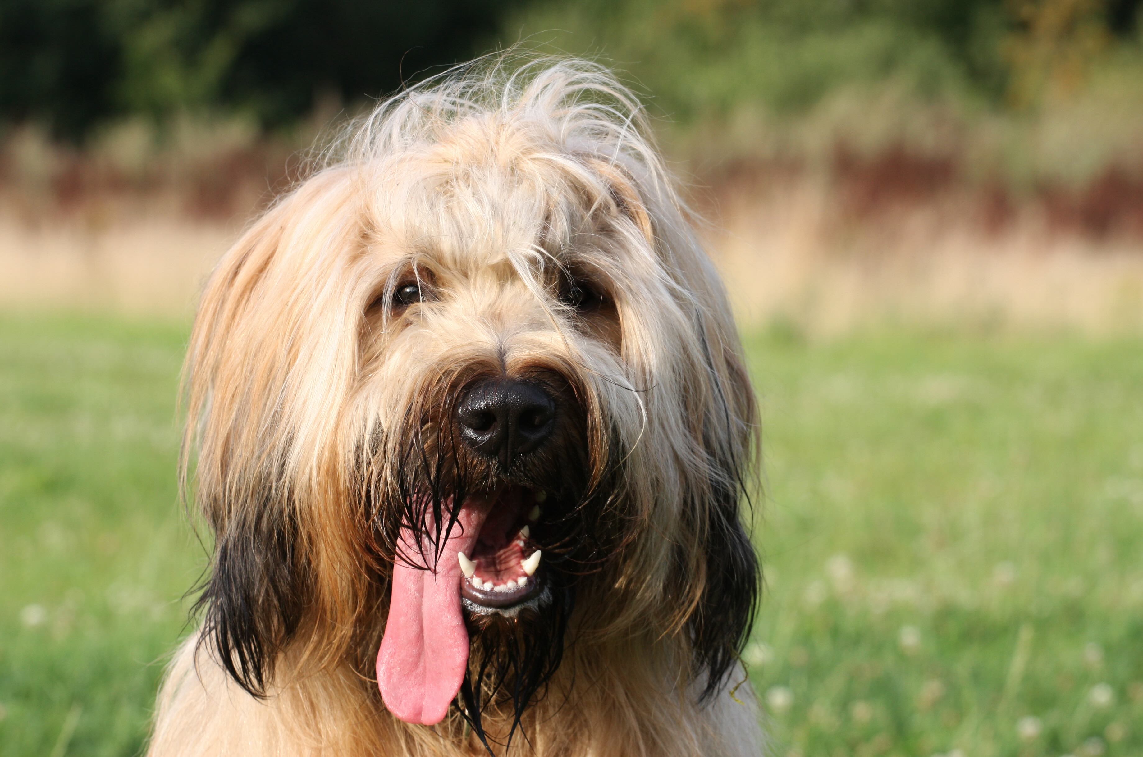 closeup of a sandy briard dog's head with his tongue hanging out