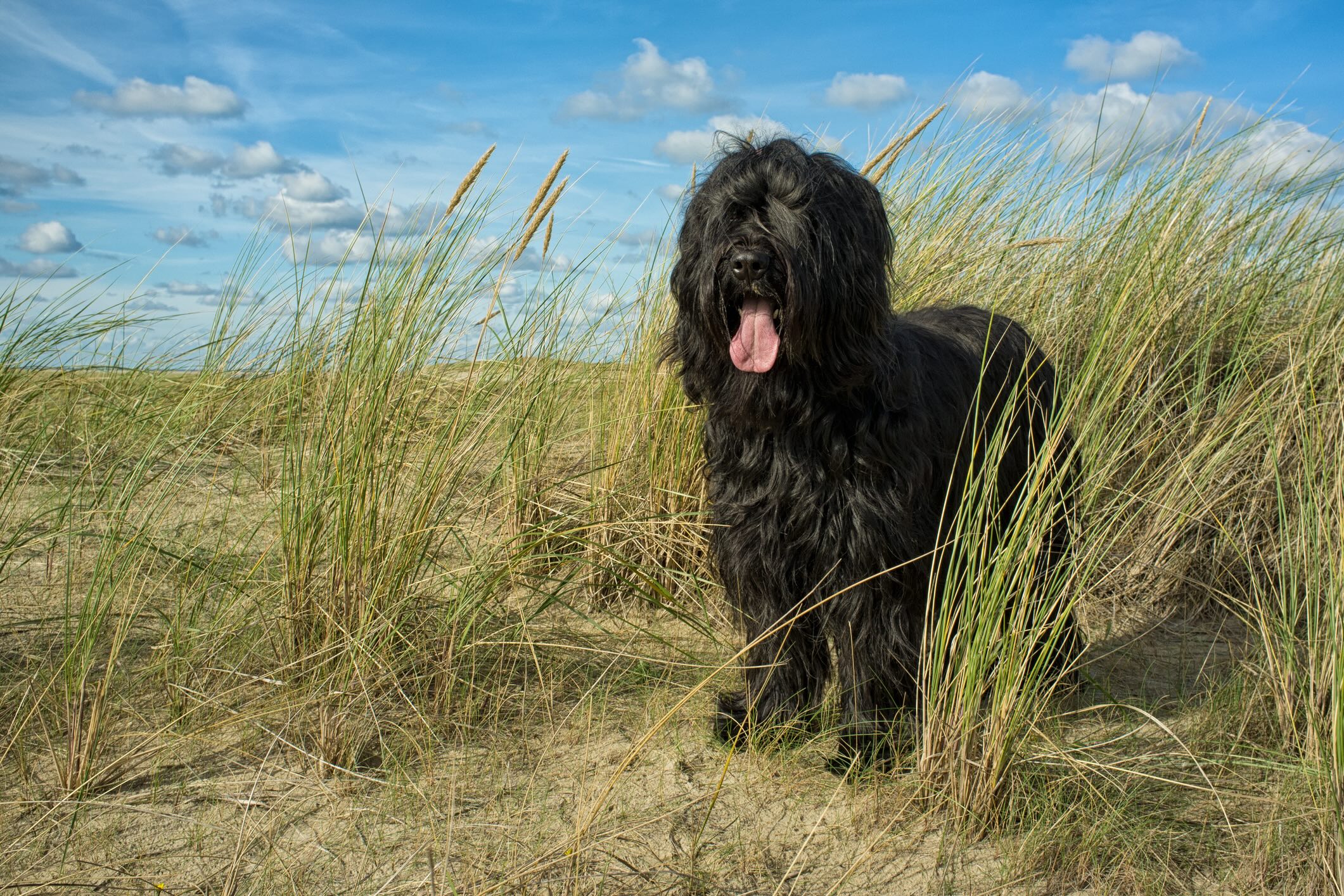black briard dog standing on sand among tall grass