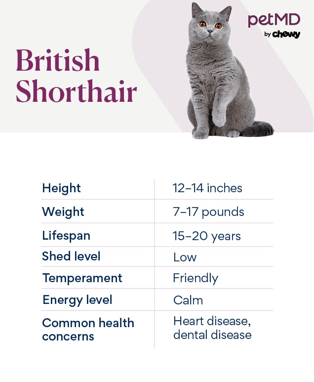 chart depicting a british shorthair cat's characteristics