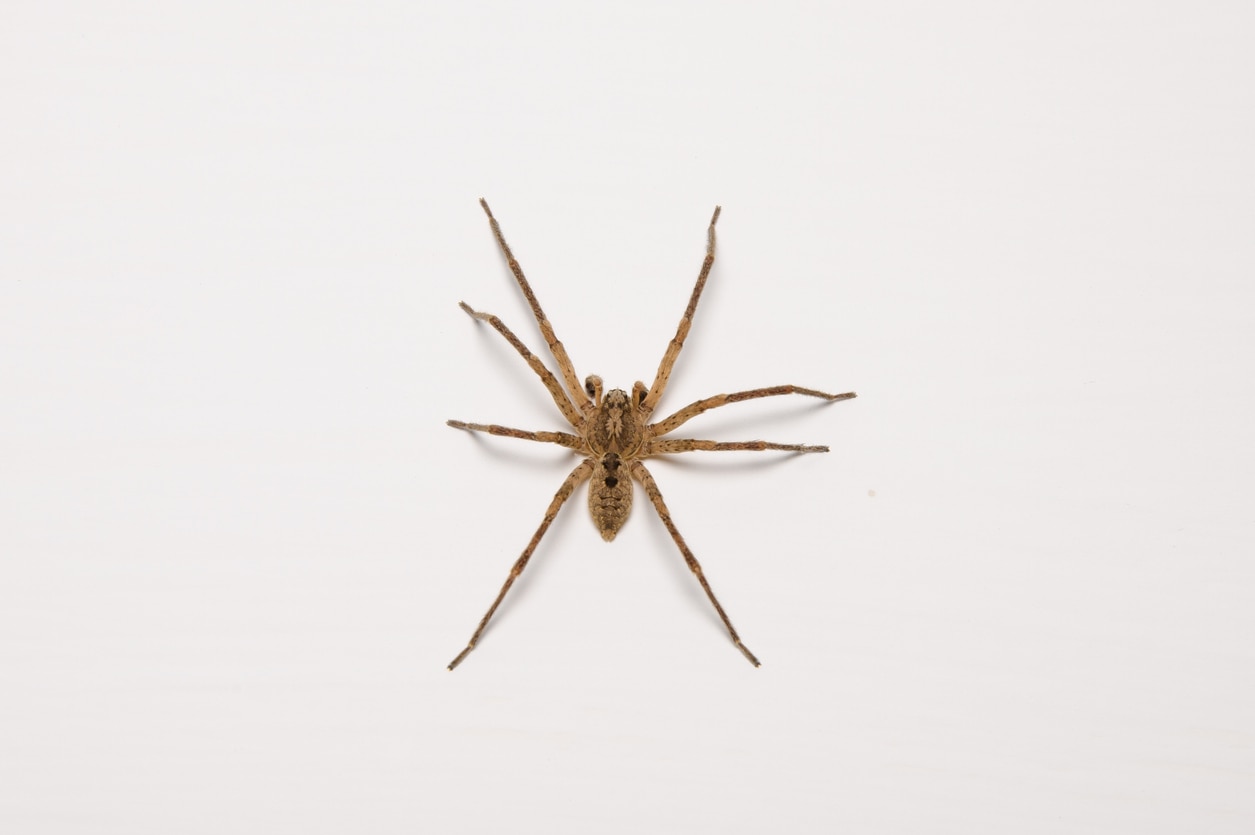 brown recluse spider on white background