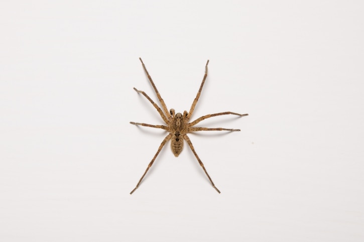 close-up of a brown recluse spider on a white background