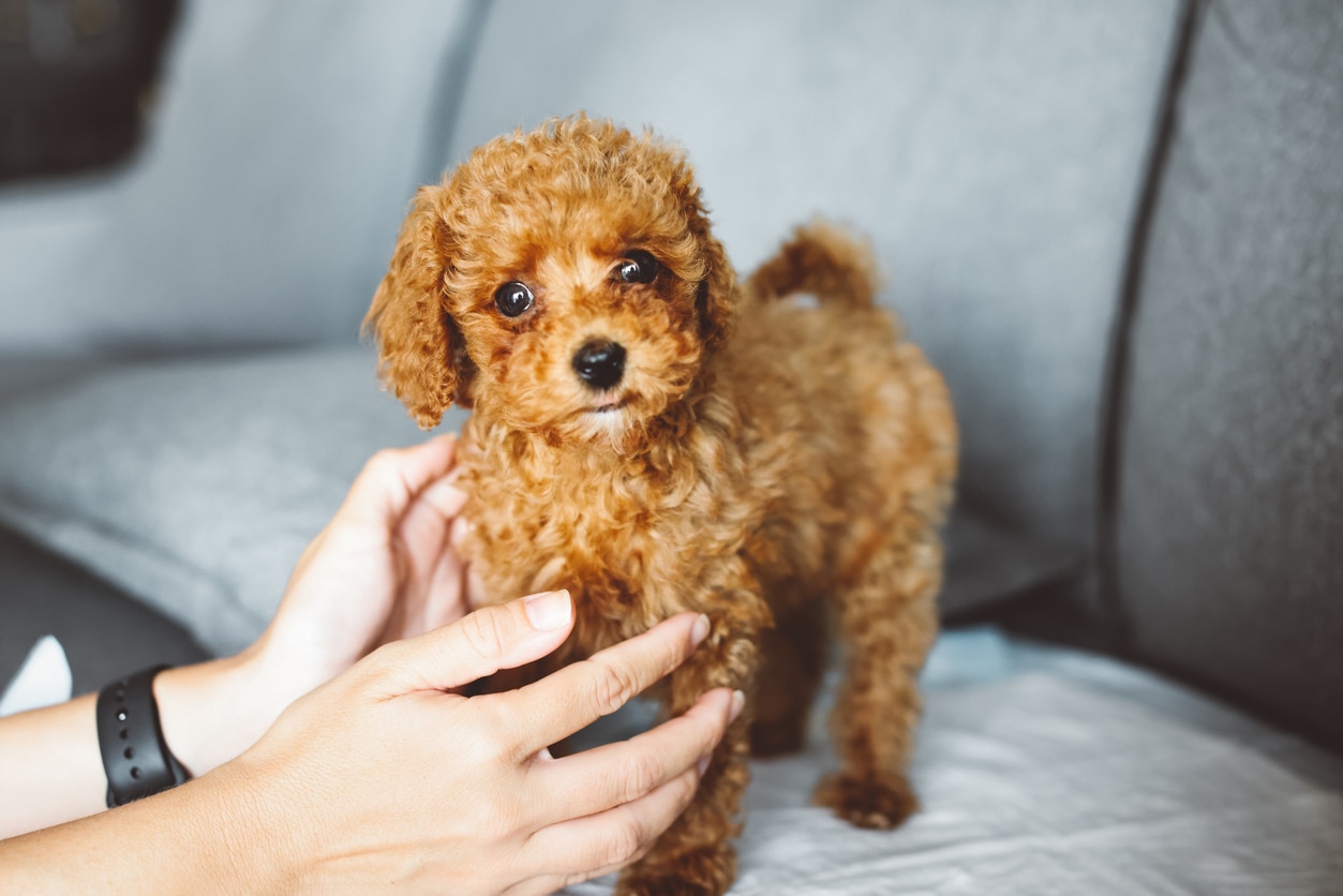 brown toy poodle standing on a gray couch