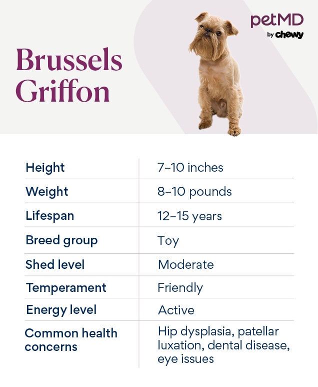 chart depicting a Brussels Griffon's breed characteristic