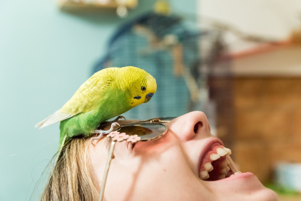 Budgie interacting with pet parent