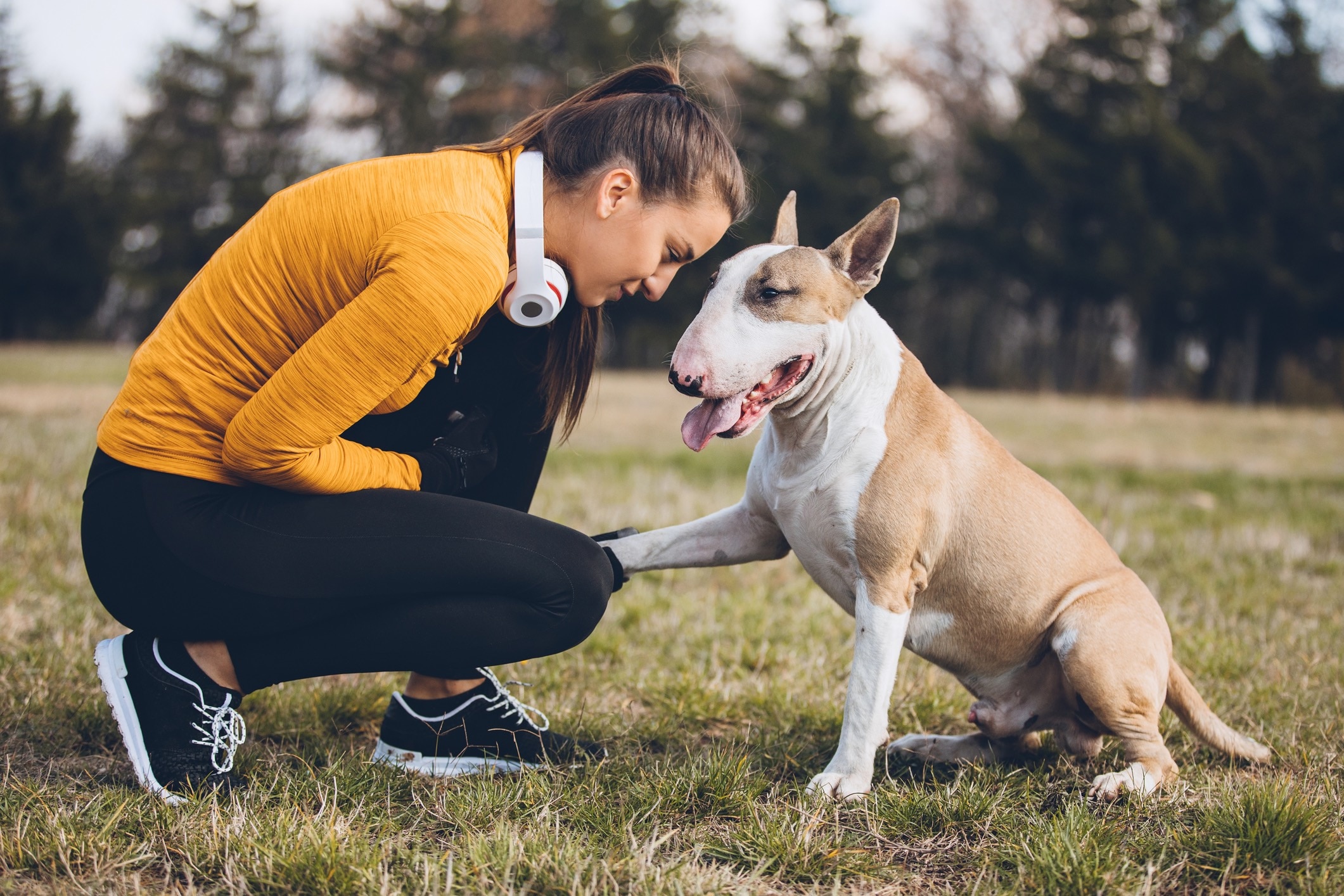 woman kneeling down next to a white and brown bull terrier who has a paw on her knee