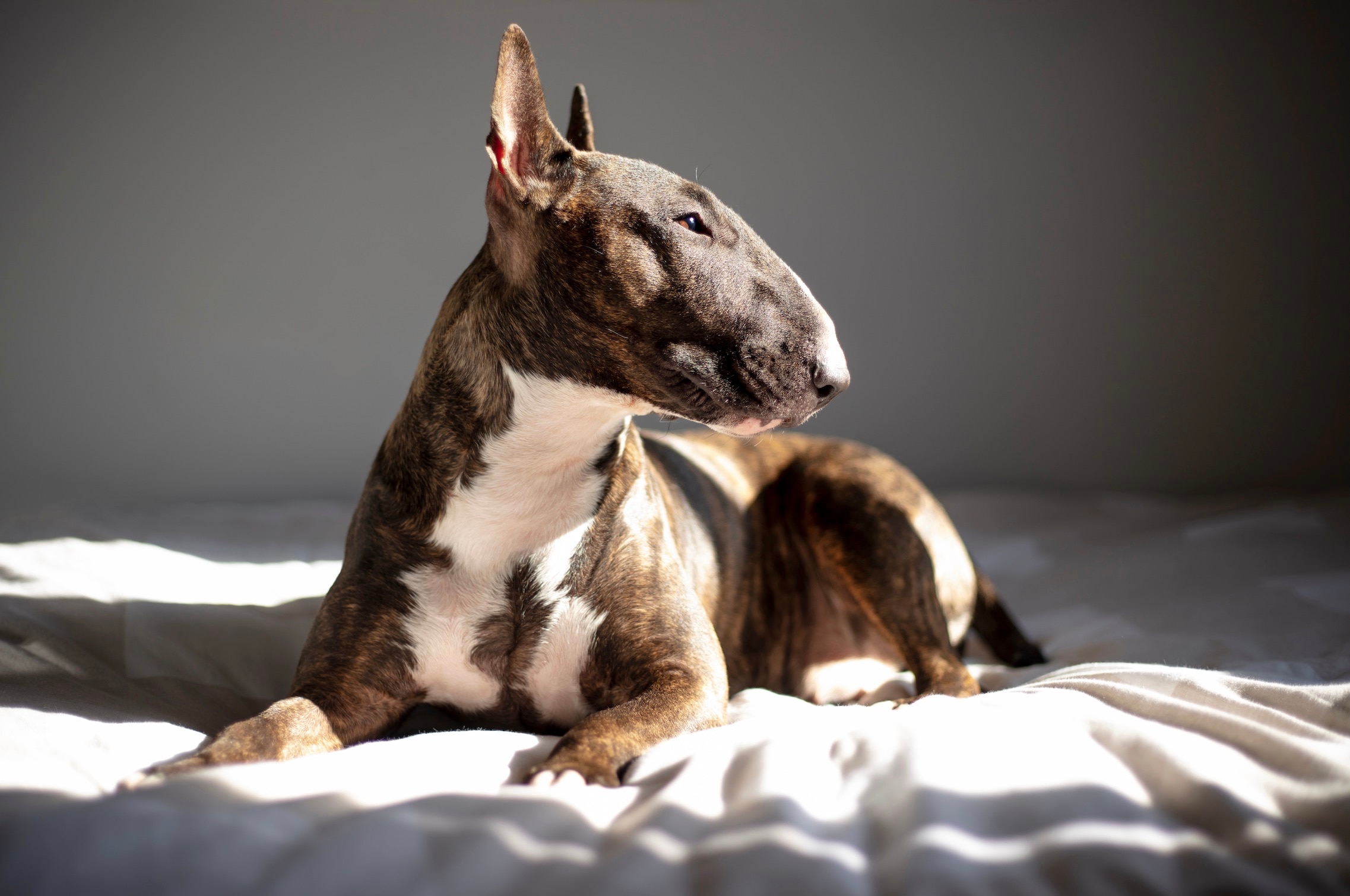 Bull Terrier Dog Breed Health and Care PetMD