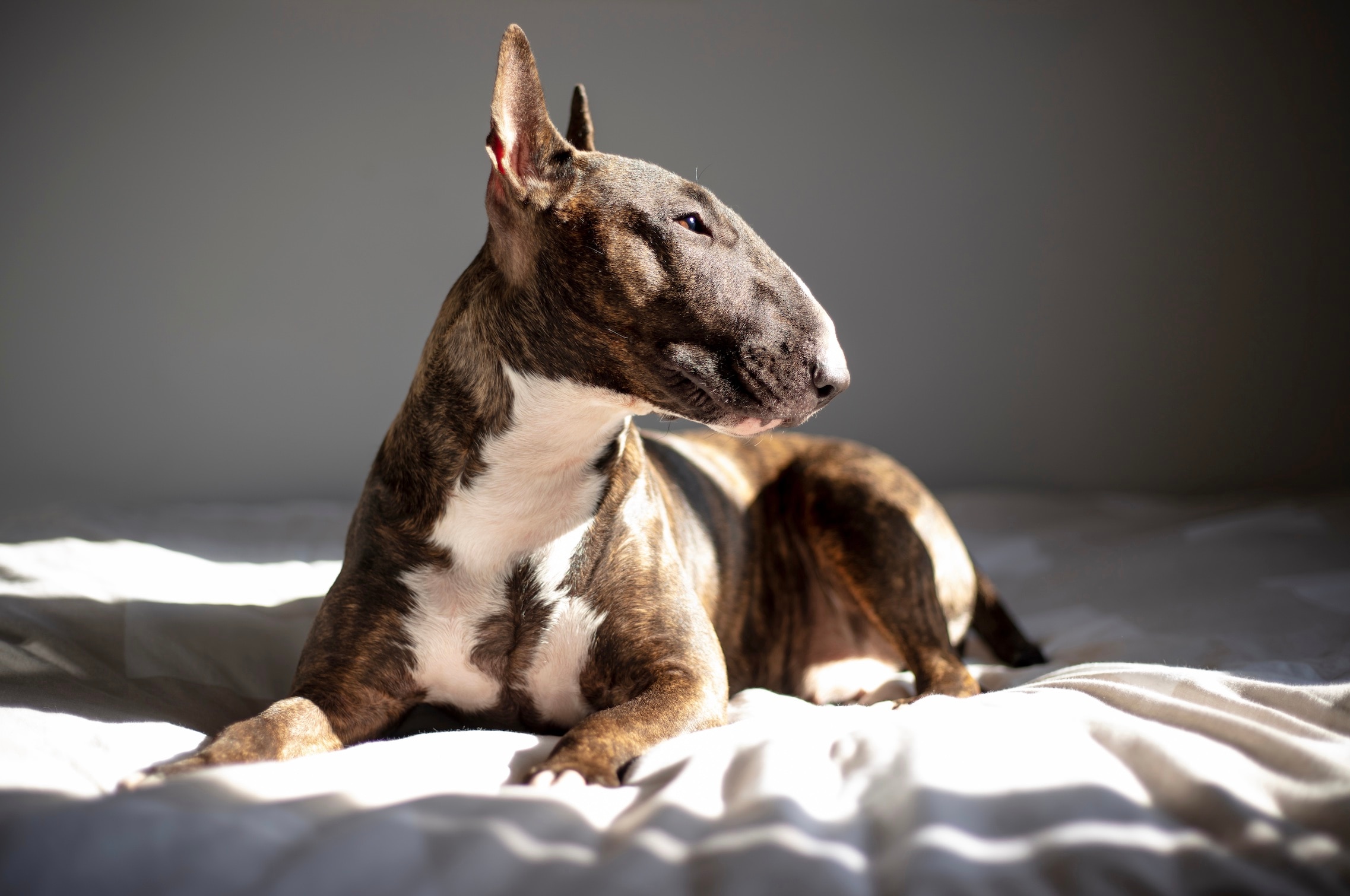 brindle bull terrier lying on a bed and looking to the side