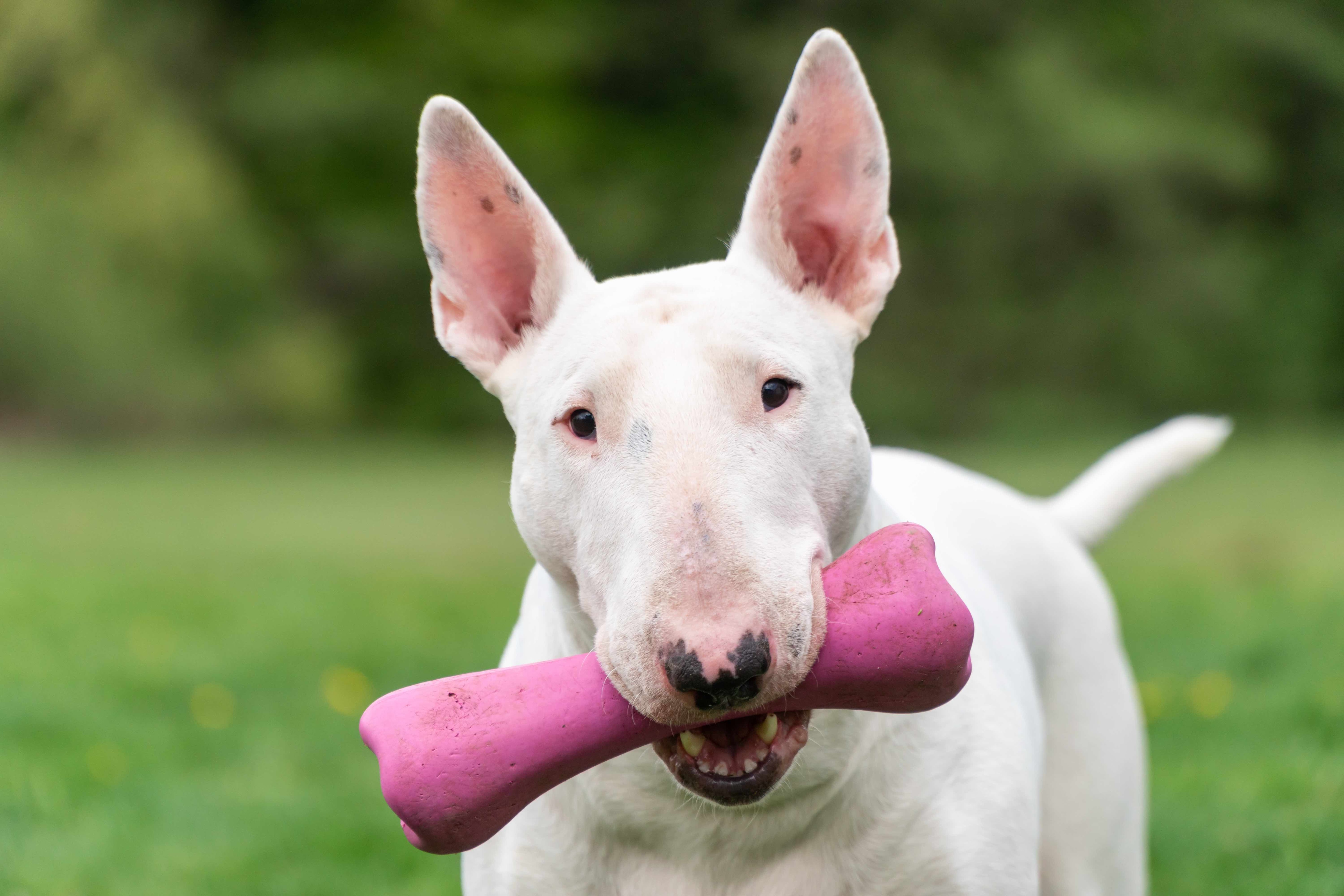 white bull terrier holding a pink bone chew toy