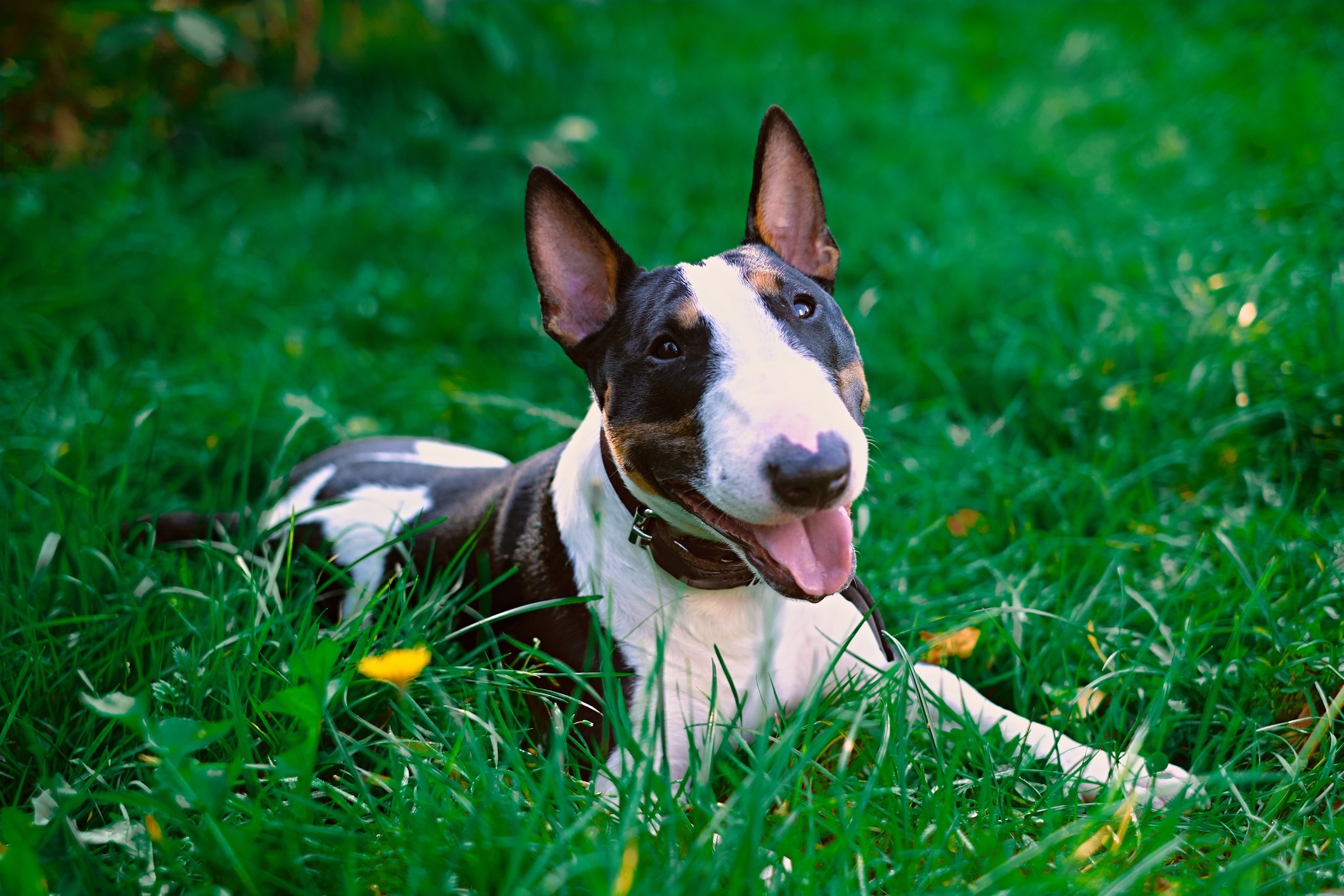 tricolor bull terrier lying in green grass with his tongue out
