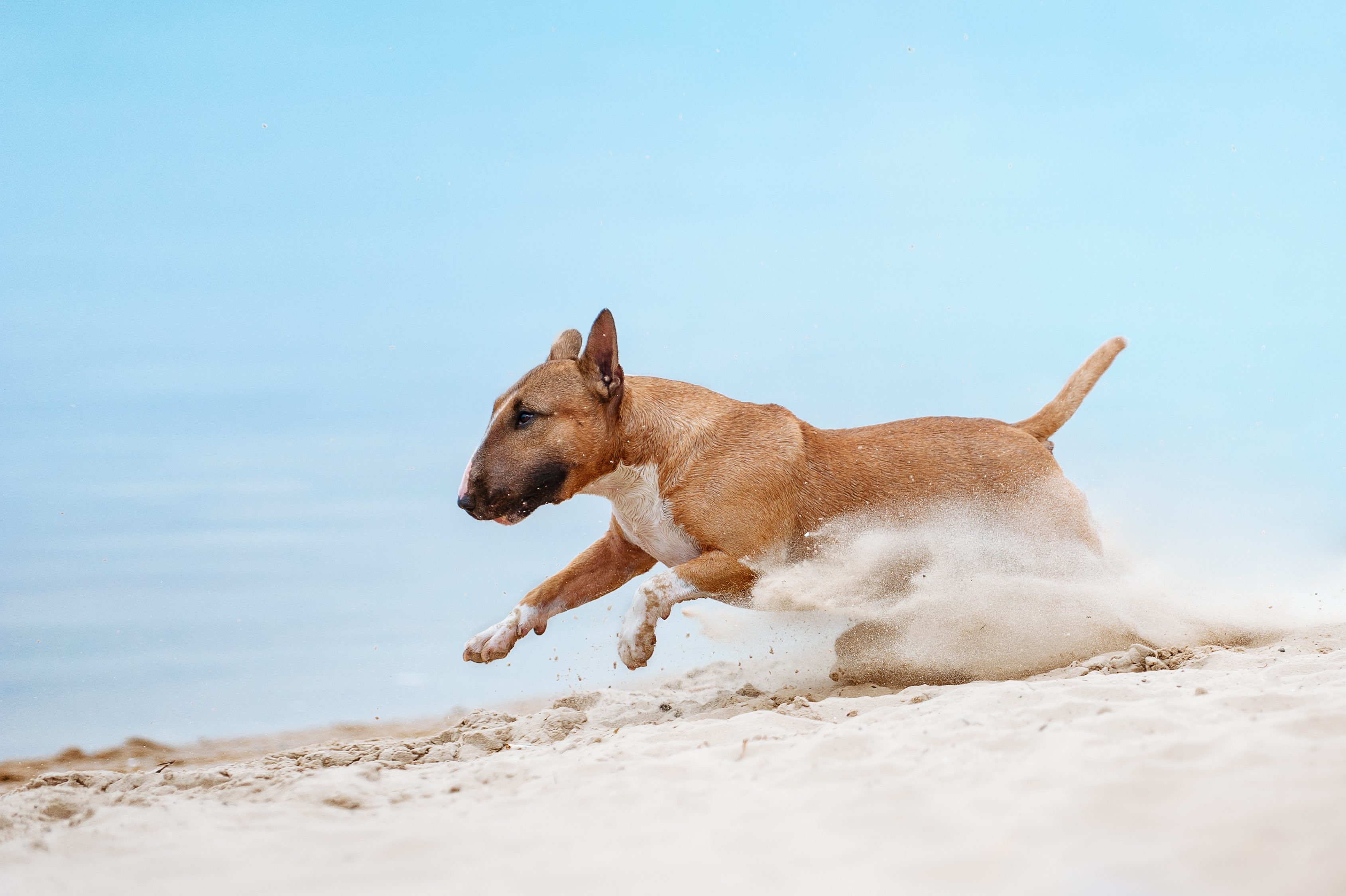 brown bull terrier running through sand
