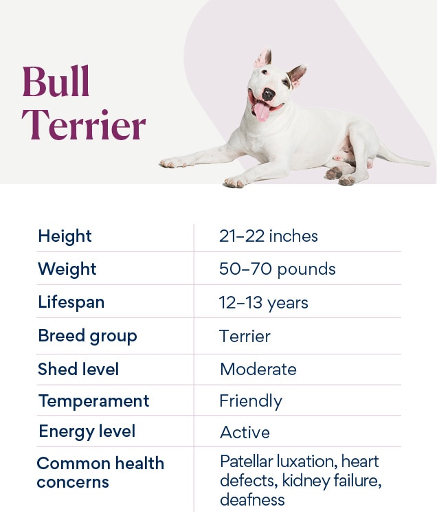 chart depicting bull terrier's breed characteristics