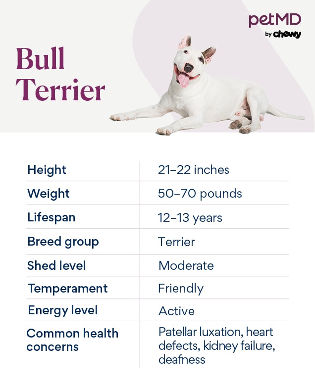 chart depicting bull terrier's breed characteristics