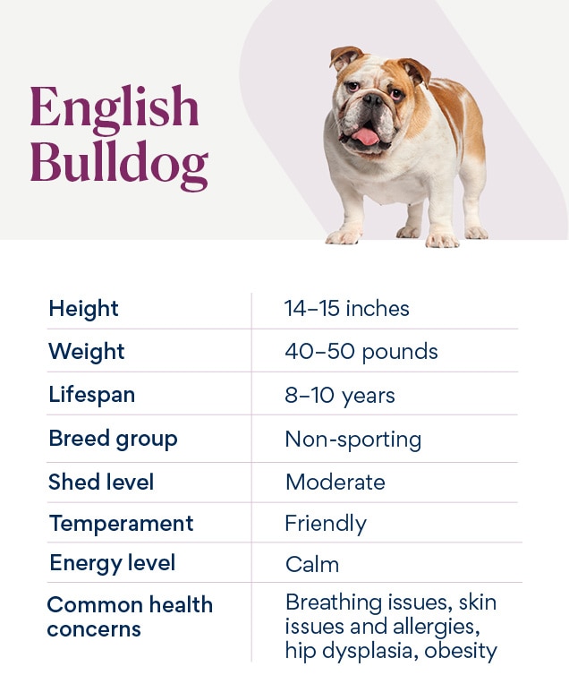 chart depicting an english bulldog's characteristics