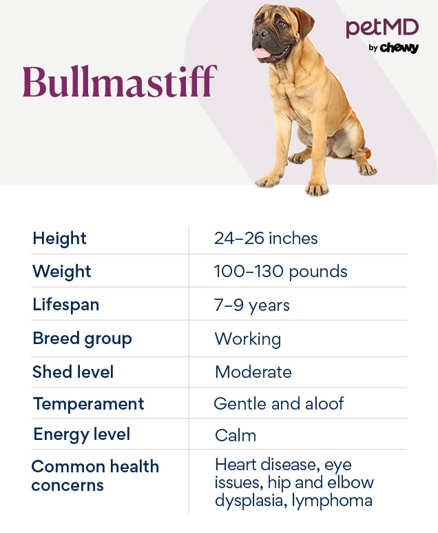 chart depicting a bullmastiff dog's breed characteristics