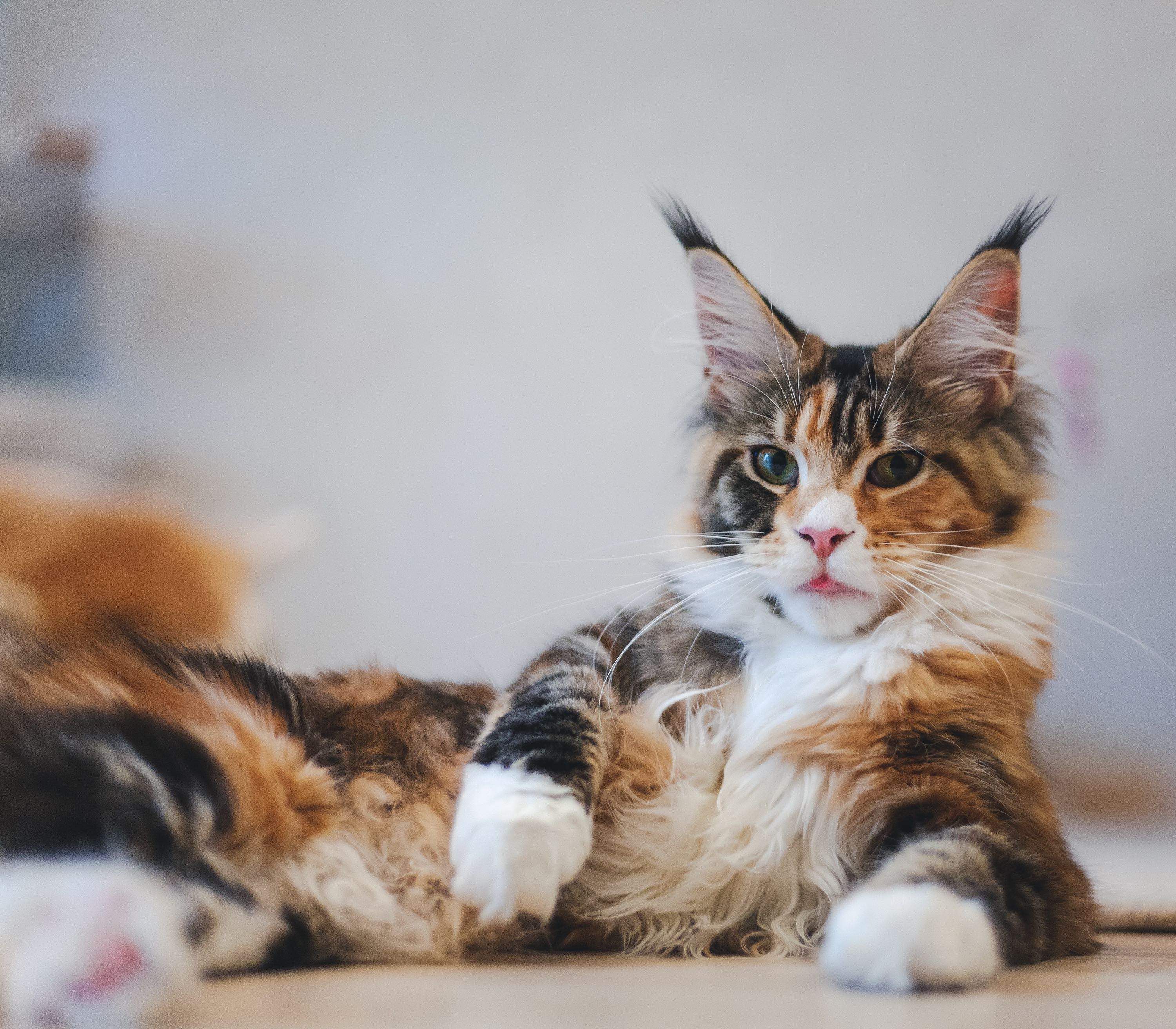 calico maine coon cat with tongue out