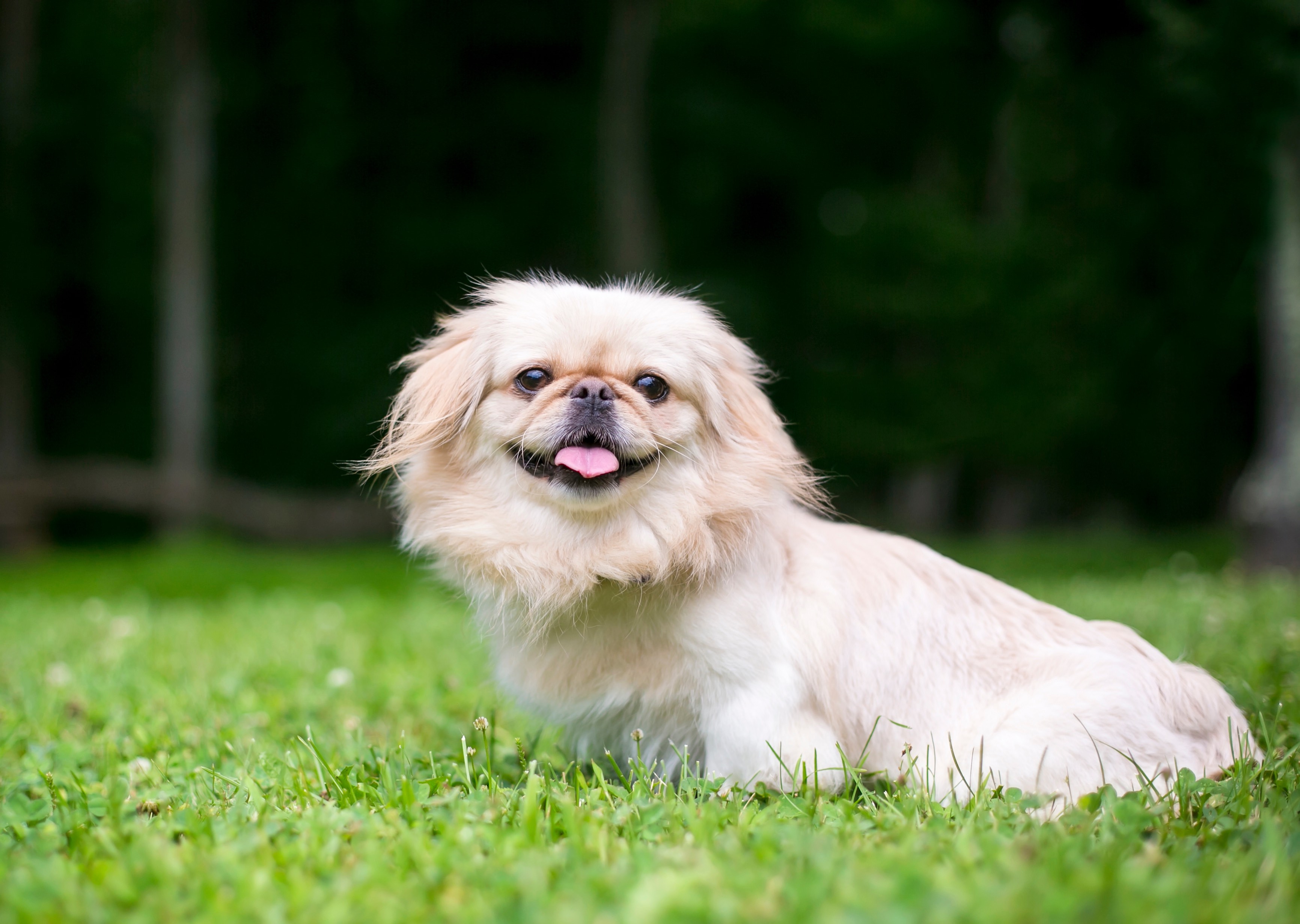 cream-colored pekingese sitting in grass with his tongue out